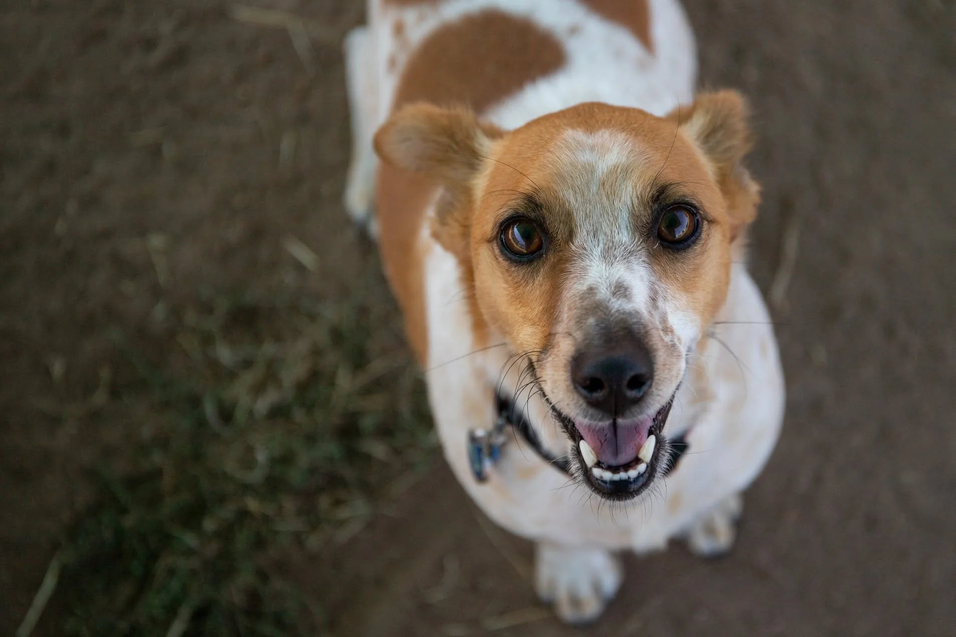 An excited dog with brown and white fur looking up at the camera with a happy expression, its mouth open and tongue slightly out, standing on a dirt ground with some grass.