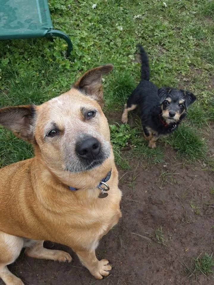 Two dogs outdoors on grass, one with tan fur and a slightly tilted head, the other small with black and tan fur, black collar, and curly tail.