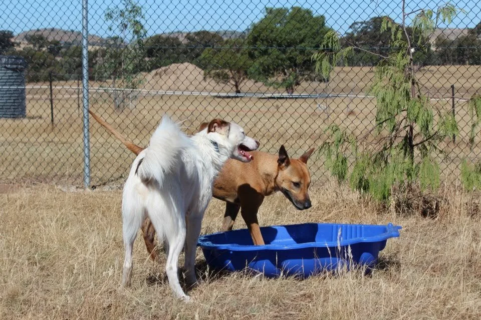 Two dogs, one white with brown spots and one tan, playing near a blue plastic pool outdoors on dry grass, with trees and a wire fence in the background.