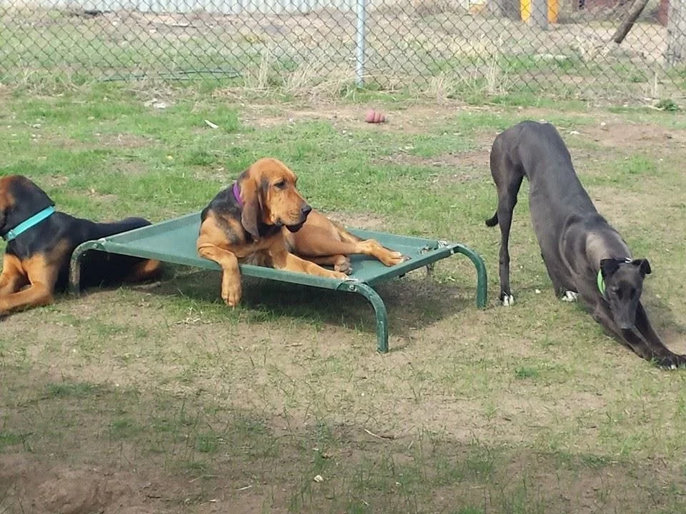 Three dogs outdoors on grassy ground, one lying on a pet cot, the others stretching and sniffing around near a chain-link fence.