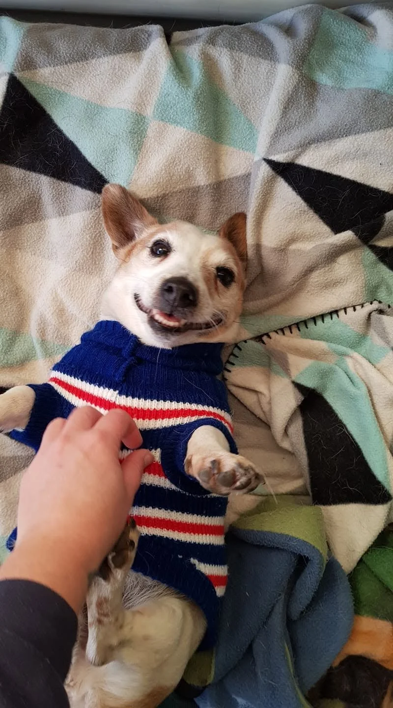 A smiling dog lying on a blanket, wearing a blue, red, and white striped sweater, being petted by a person's hand.