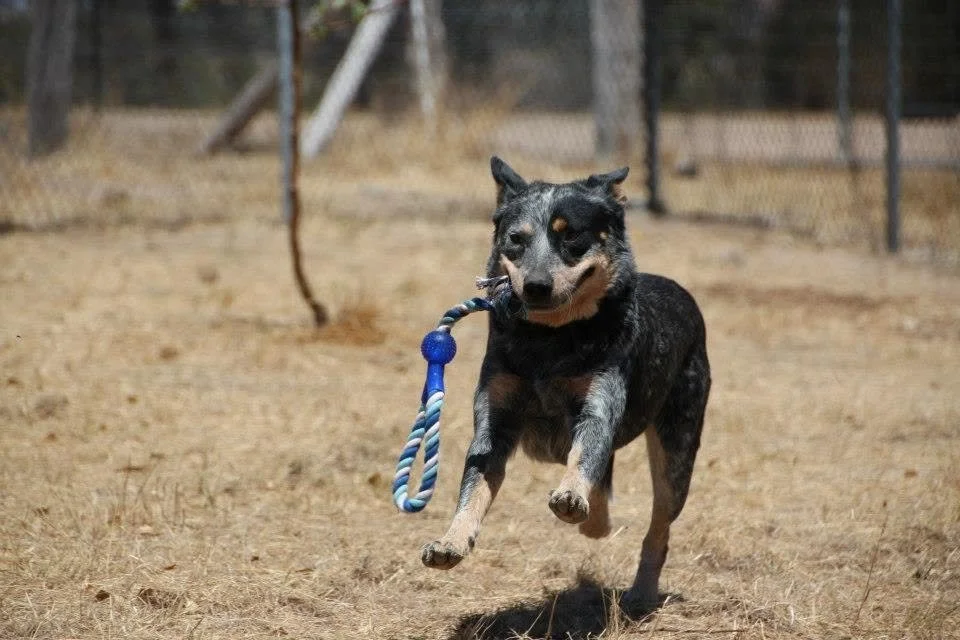 A dog running with a blue and white rope toy in its mouth in an outdoor fenced area.