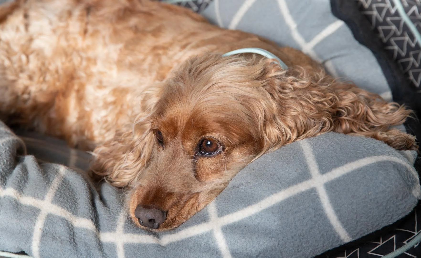 A close-up of a golden brown Cocker Spaniel dog lying down on a gray and white checkered blanket.