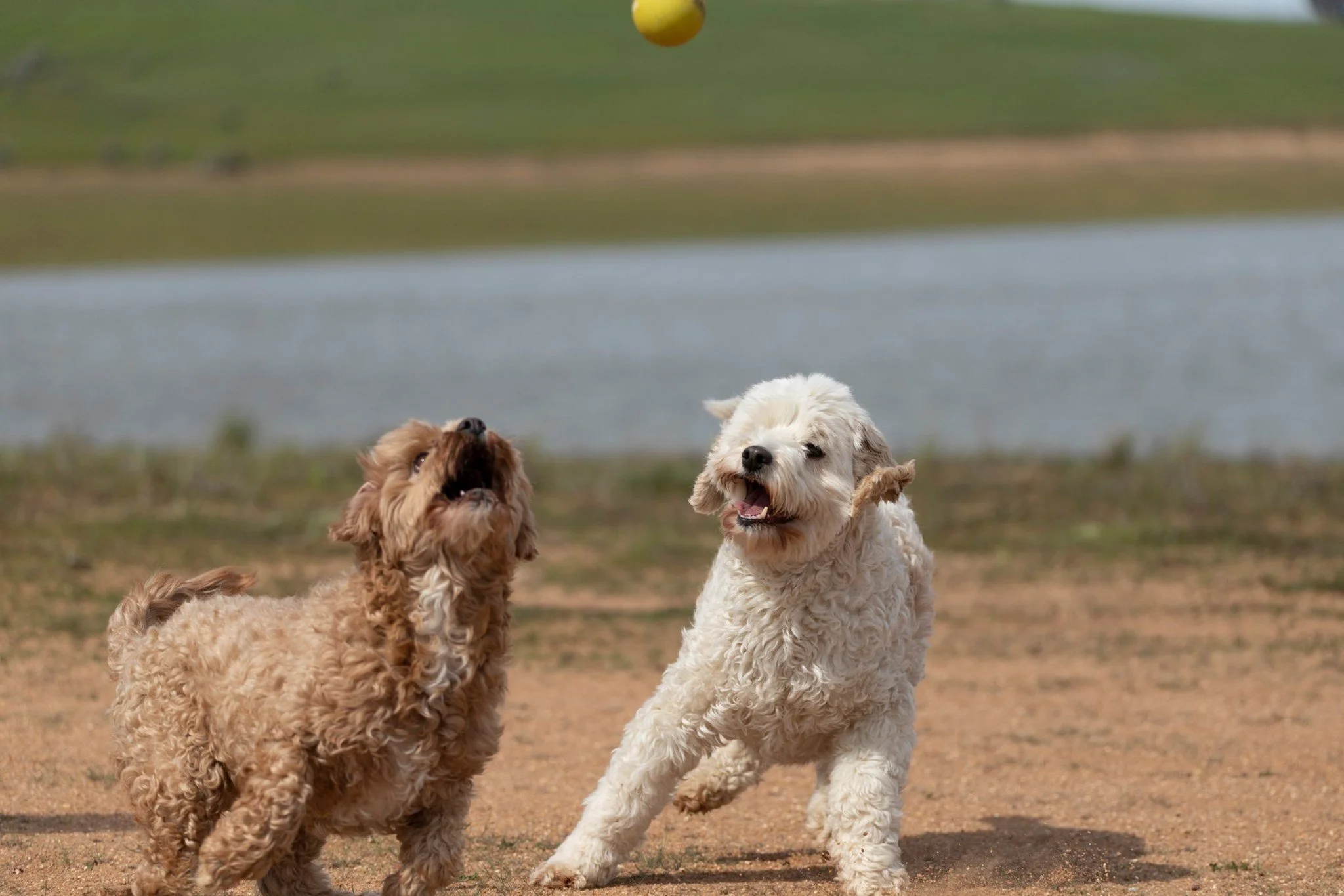 Two fluffy dogs playing outdoors on a dirt surface with a body of water and grassy shoreline in the background. One dog is white, the other is light brown.