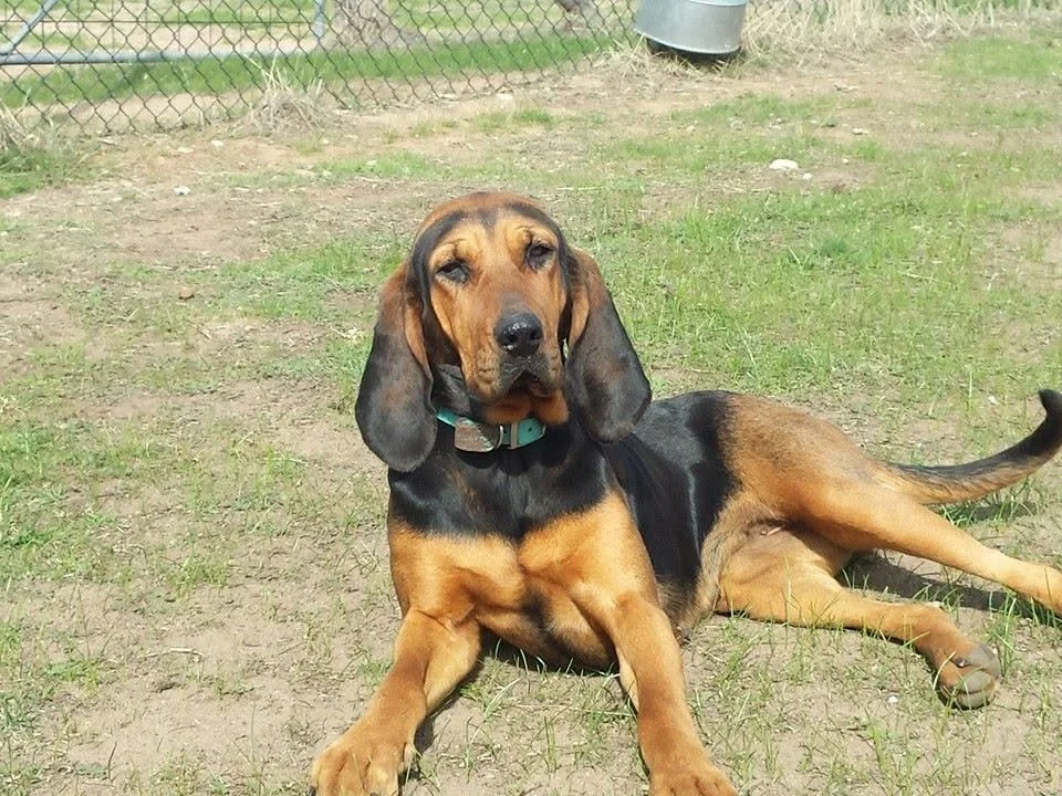 A basset hound dog with a black and brown coat lying on the grass outside, next to a chain-link fence.
