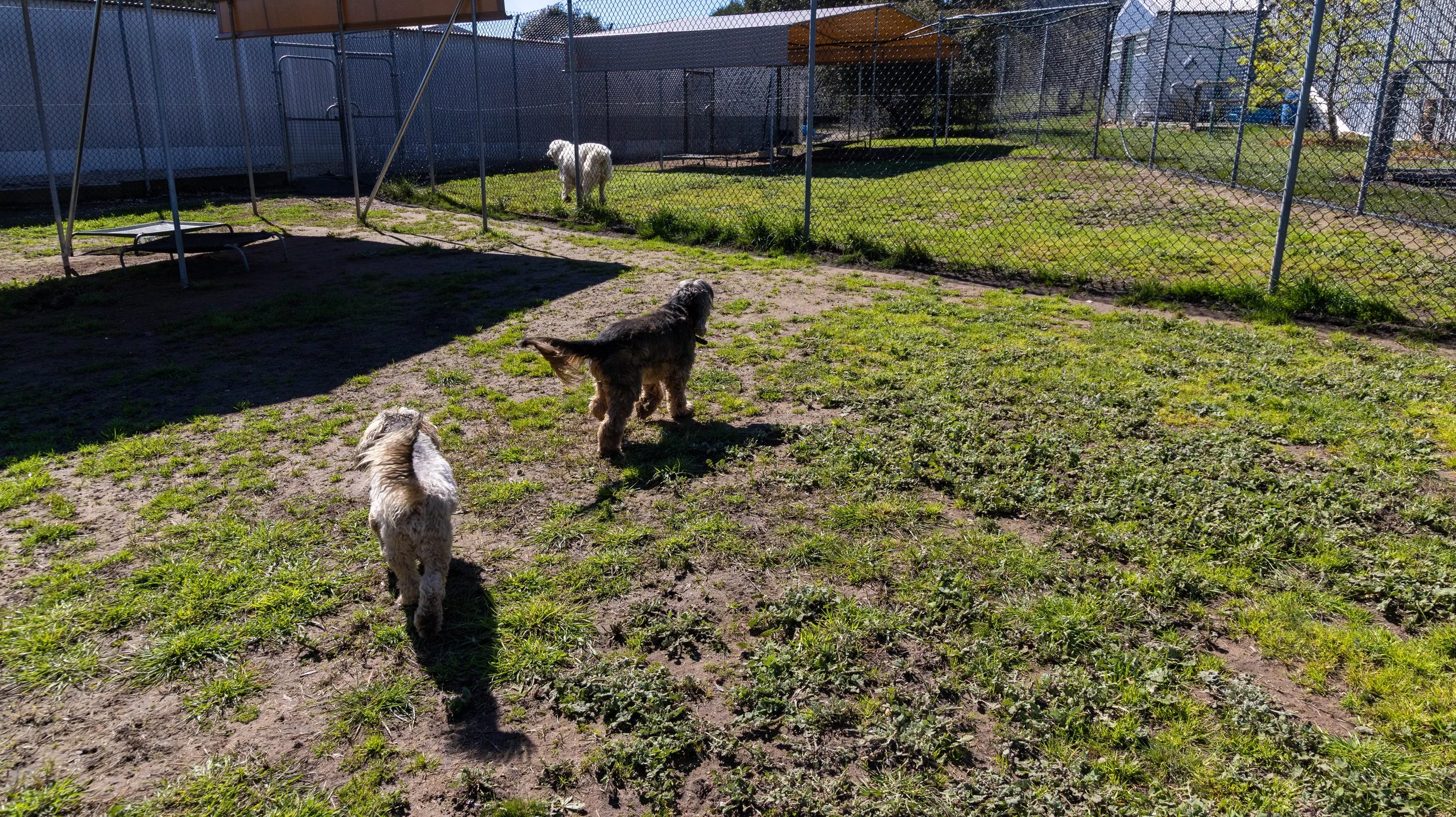Three dogs in a fenced outdoor yard with grass and patches of dirt, with a doghouse and a metal playground structure in the background.