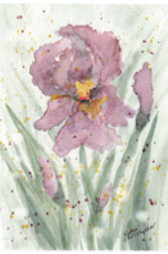 Soul Iris