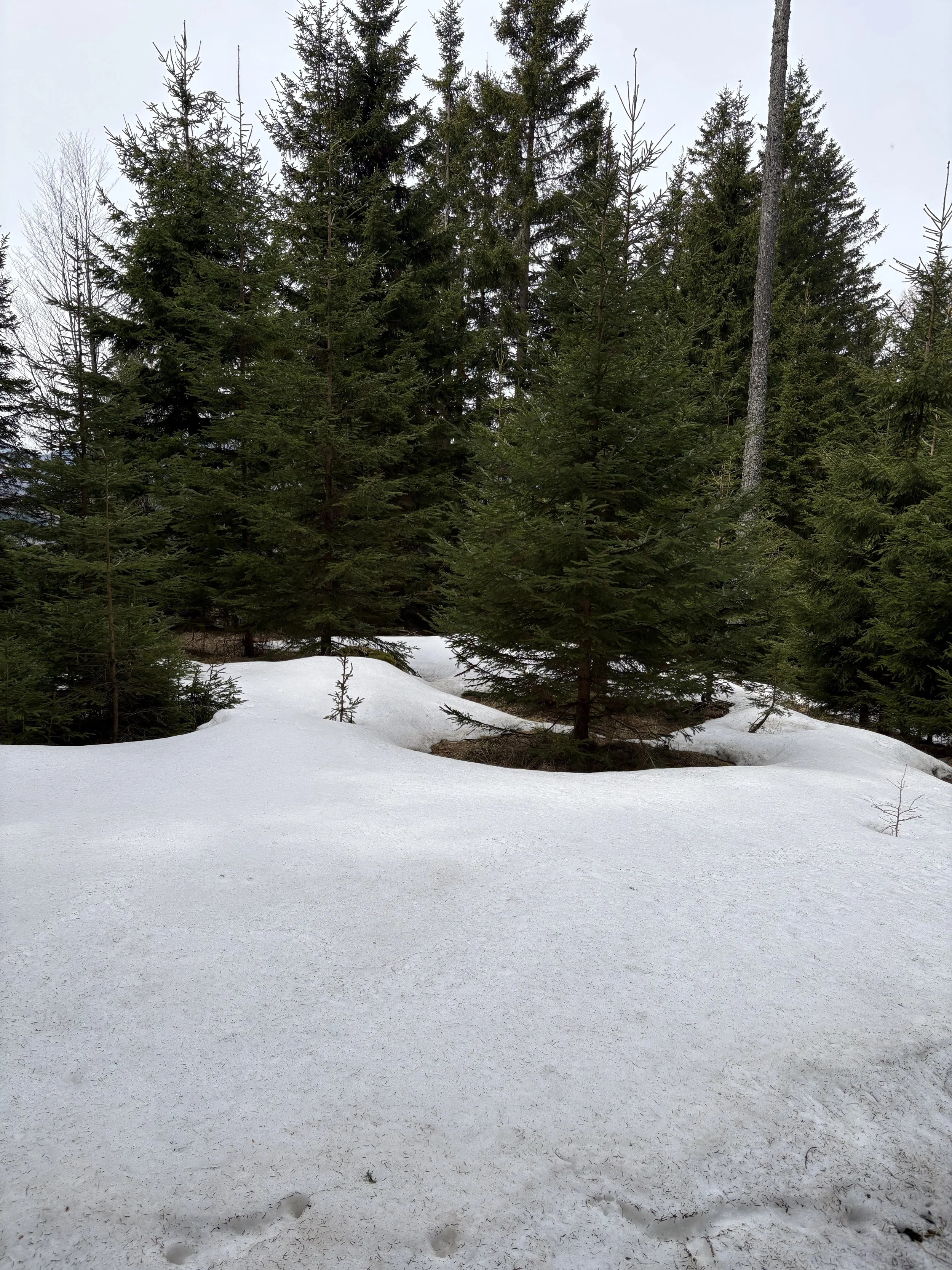 IMG_1518.jpeg