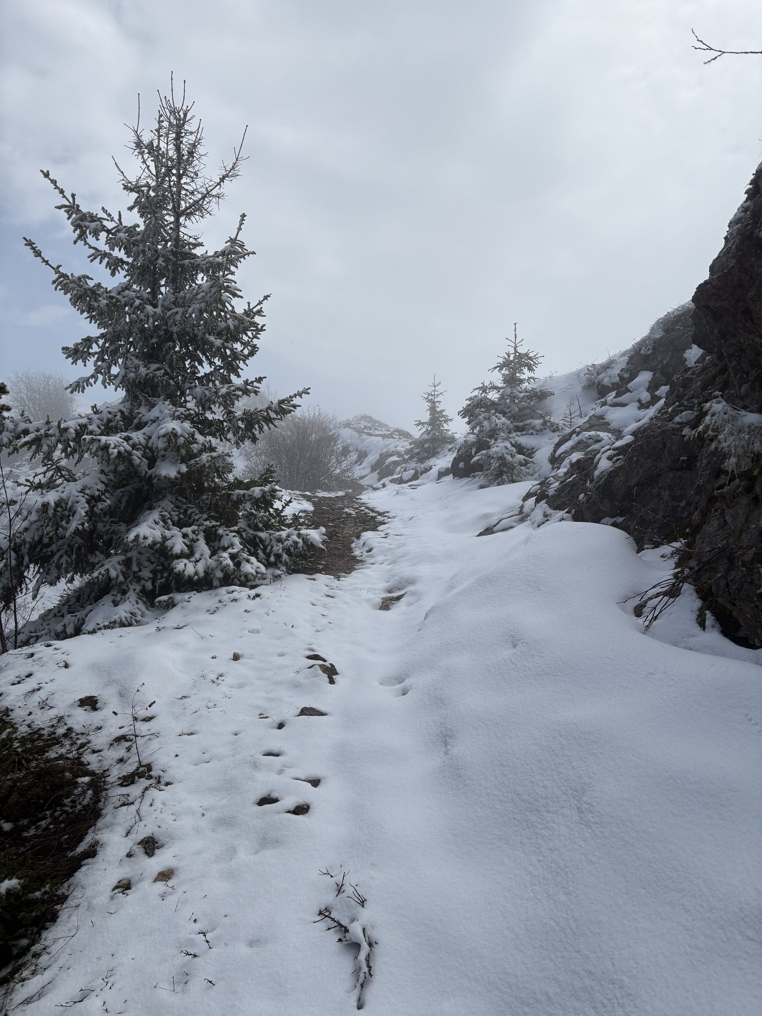 Snow-covered trail with evergreen trees on the side and cloudy sky overhead.