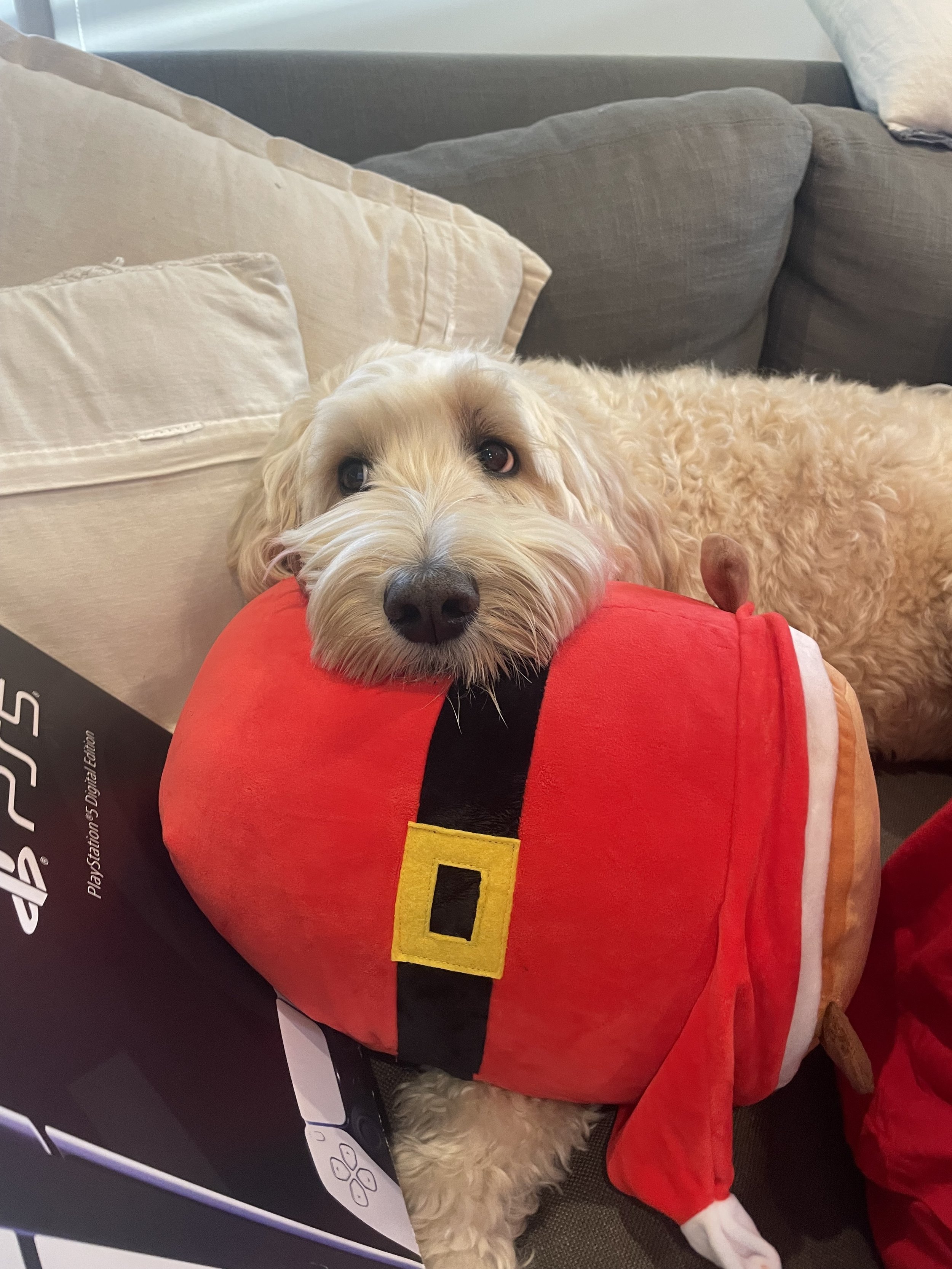 A dog dressed in a Santa costume resting on a gray couch.