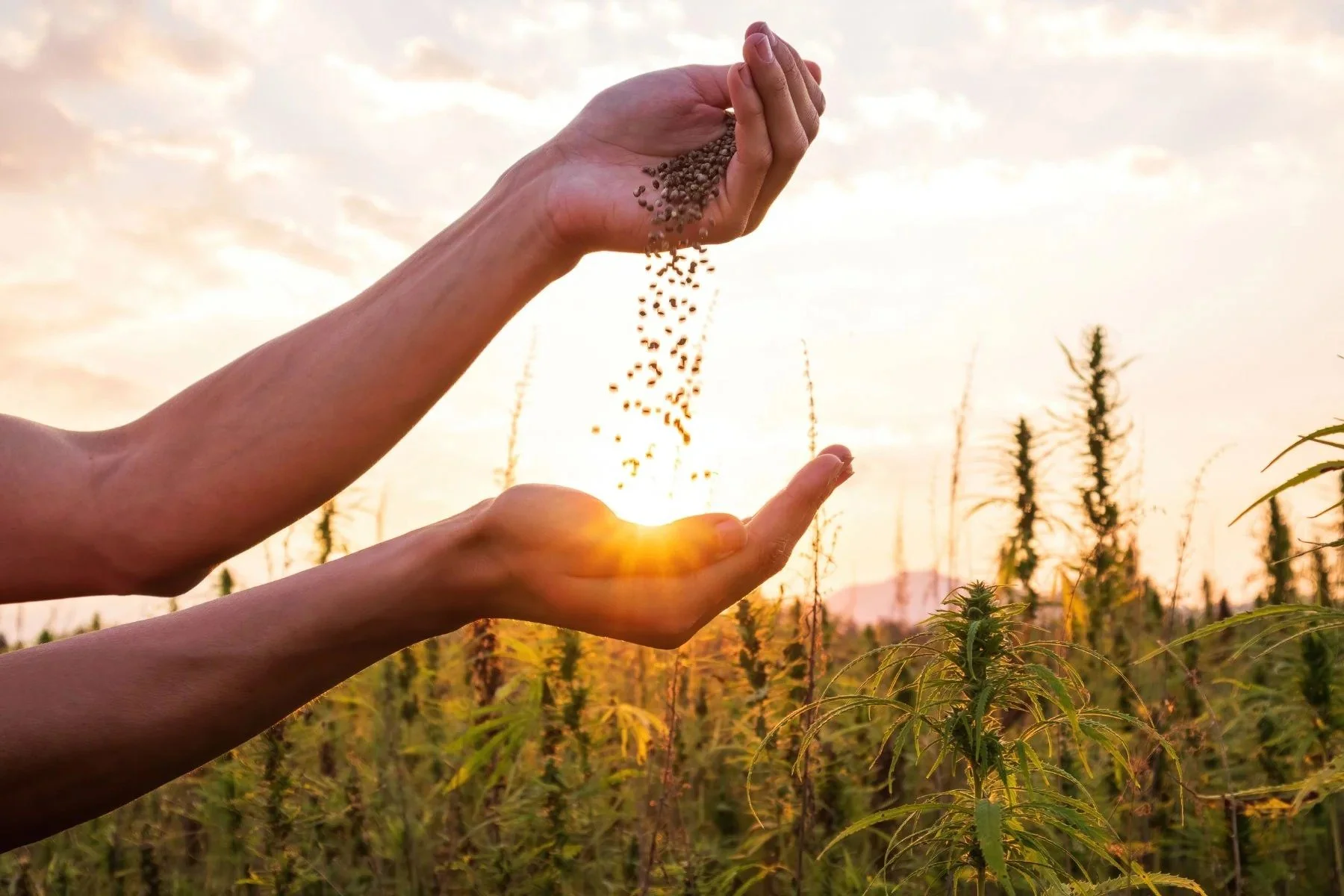 Hands releasing seeds over a field during sunset.