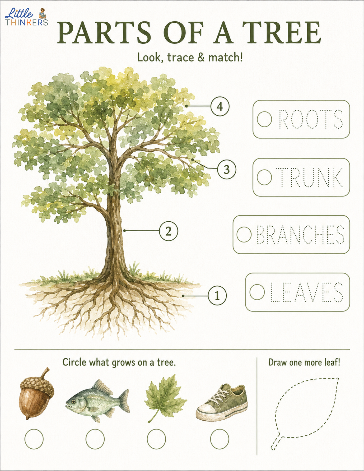 Parts of a Tree.png