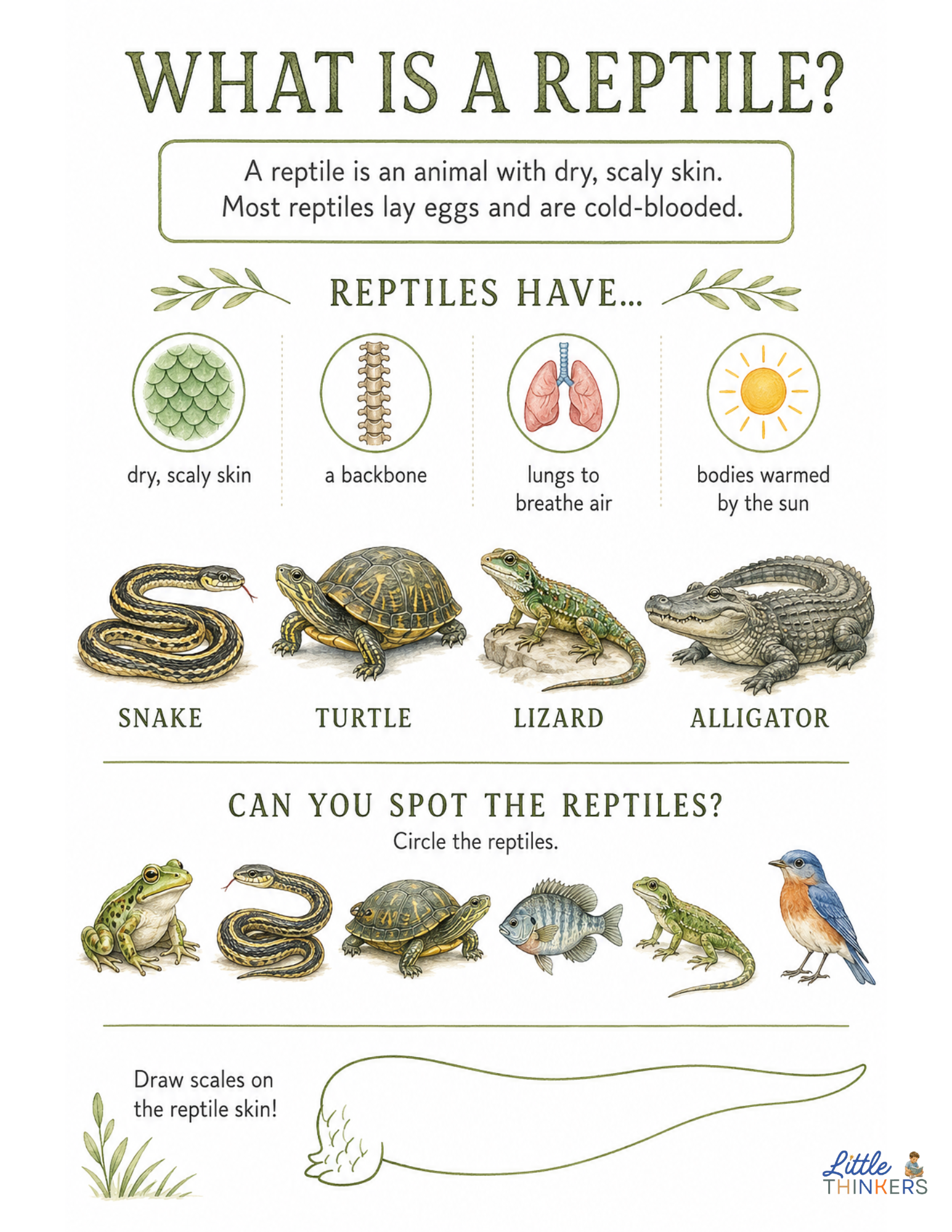 What is a reptile.png