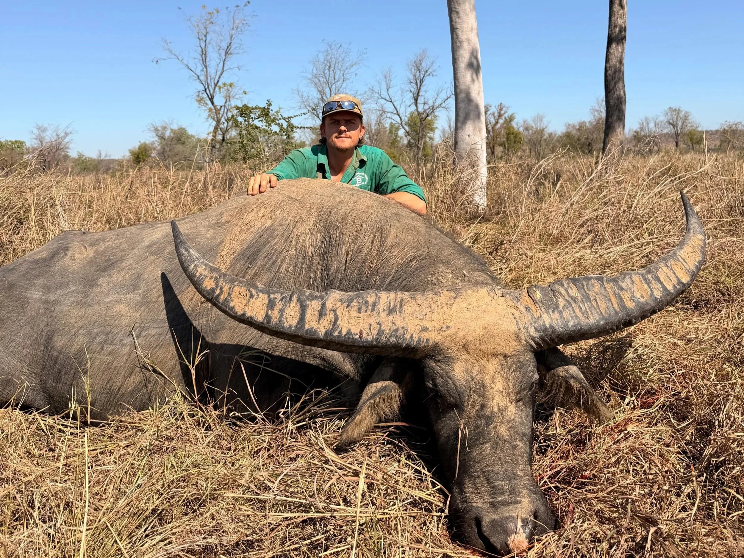 A person in a green shirt and camouflage cap is laying over a large, deceased buffalo in an open grassland with sparse trees under a clear blue sky.