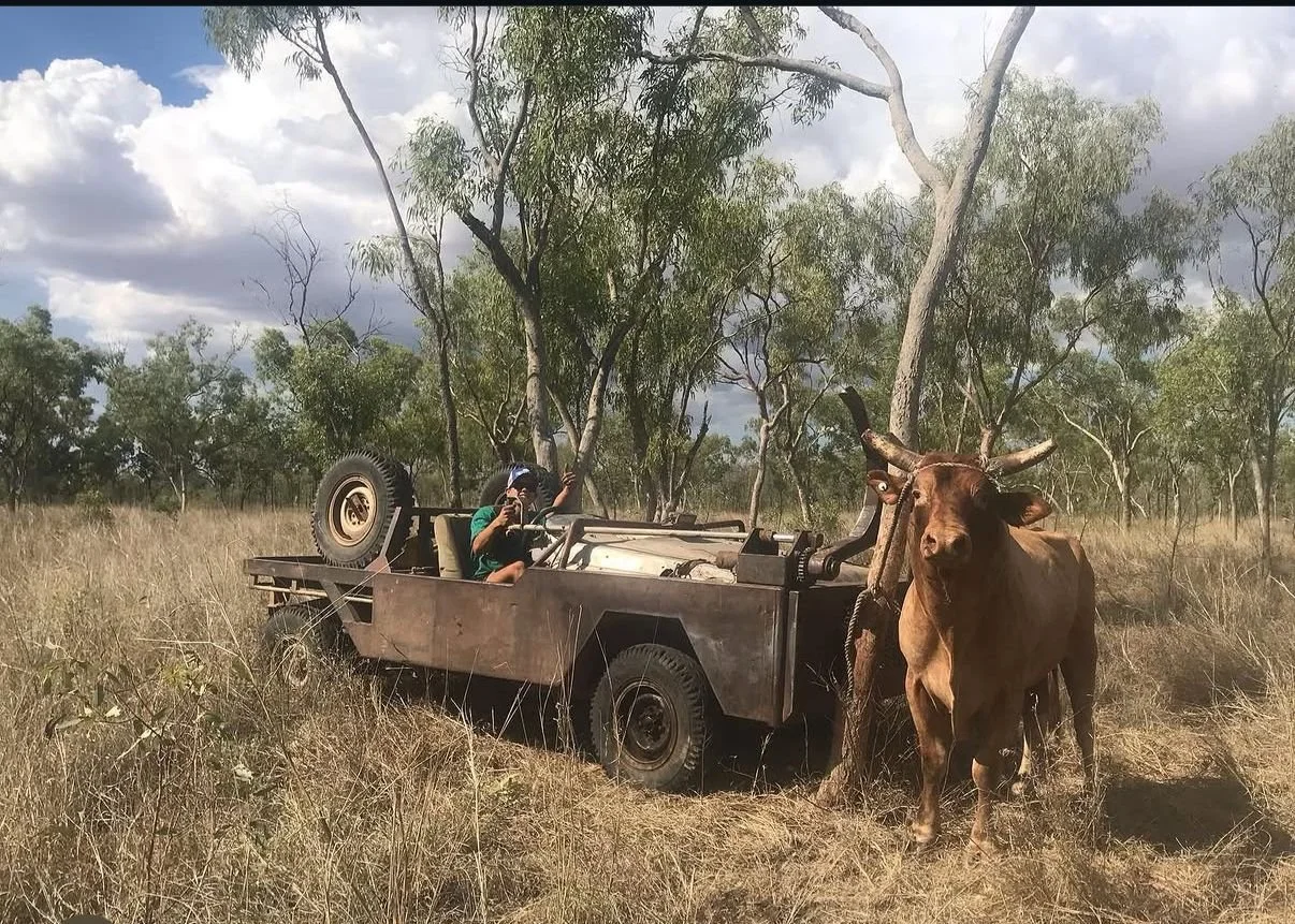 A person taking a photo from an open-top vehicle in a field with a large brown cow standing beside a tree in the foreground.