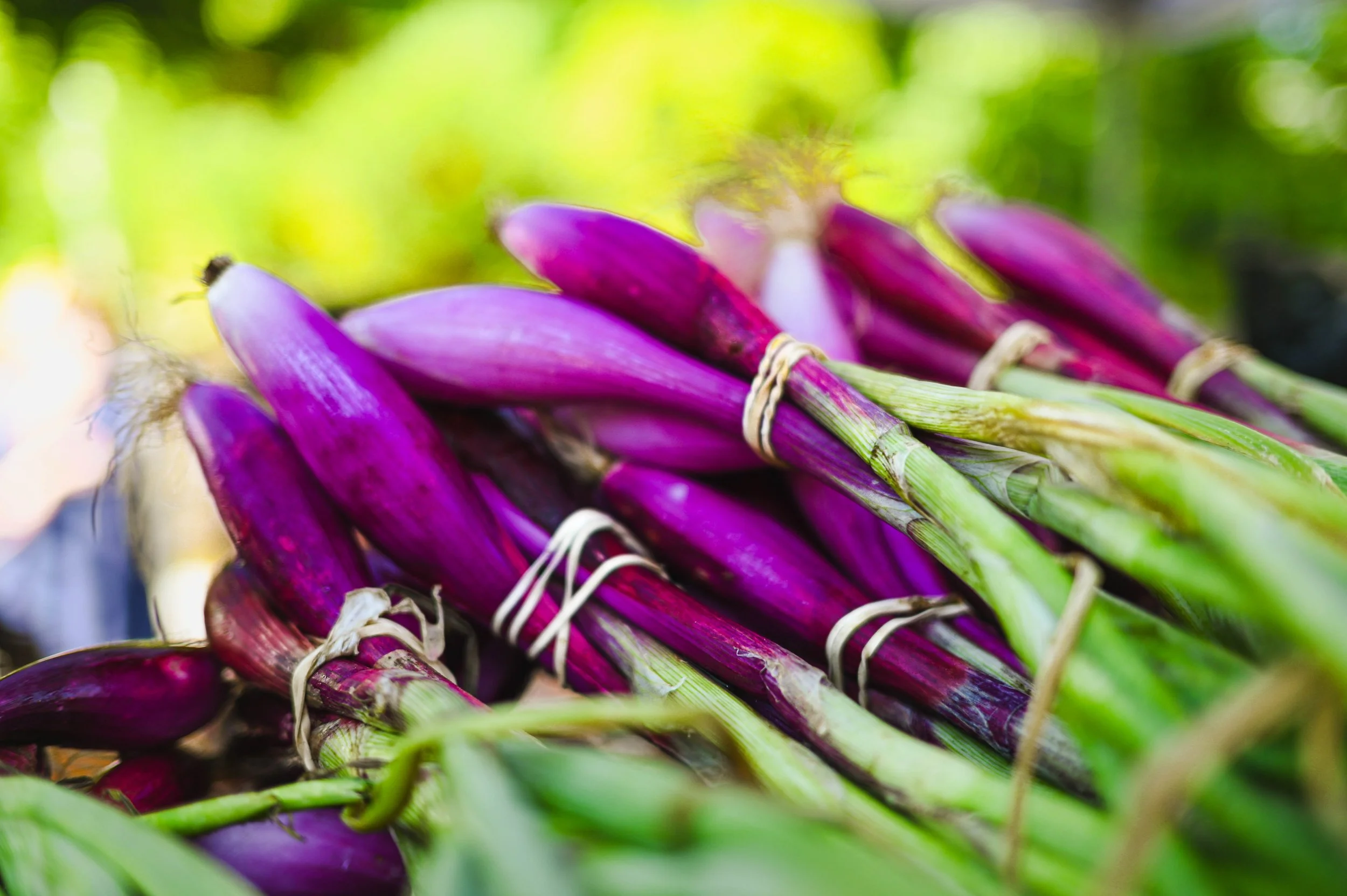 Deep Purple Onions, Chester, CTm 8x10