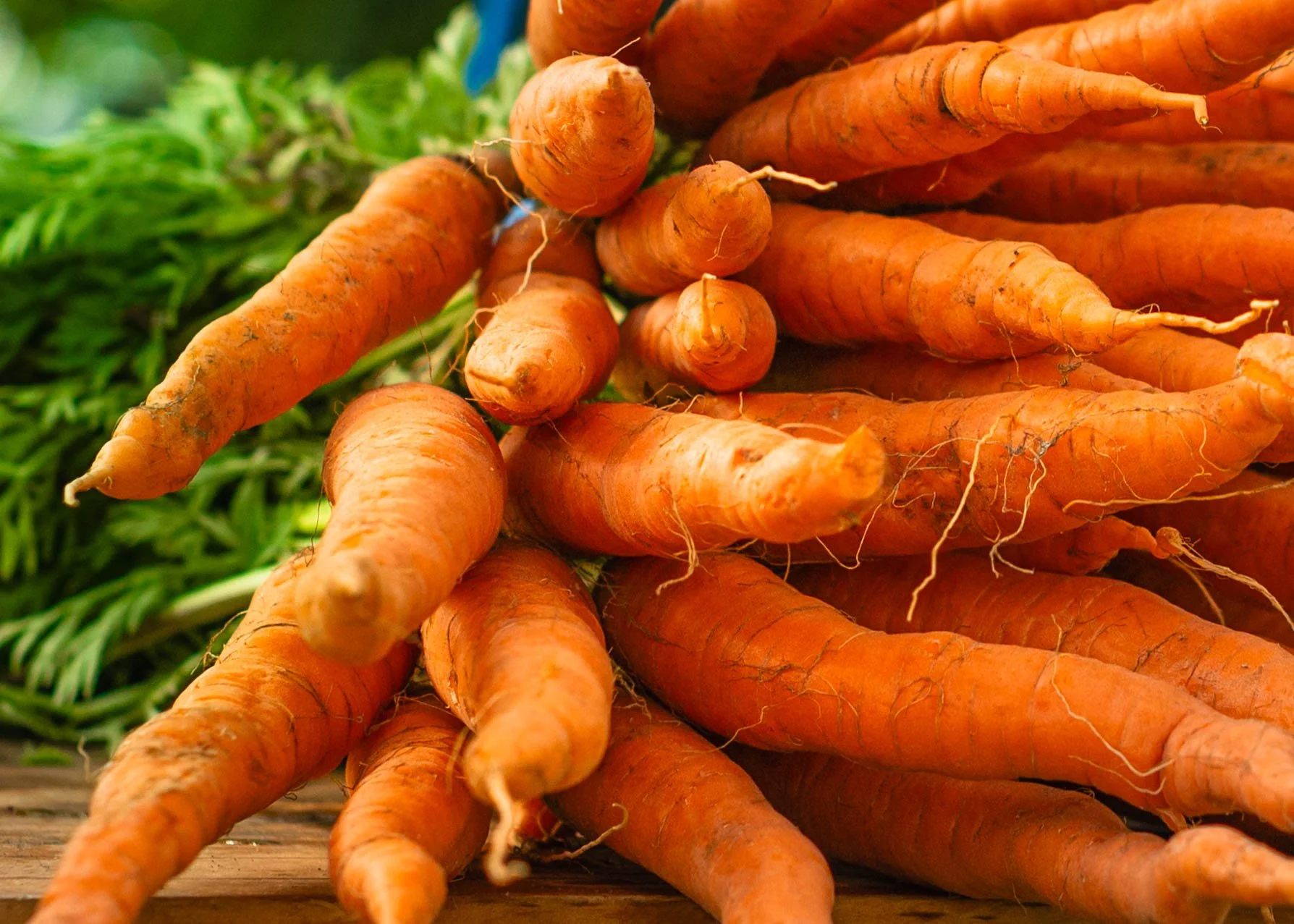 Fresh Carrots, Chester, CT 8x10
