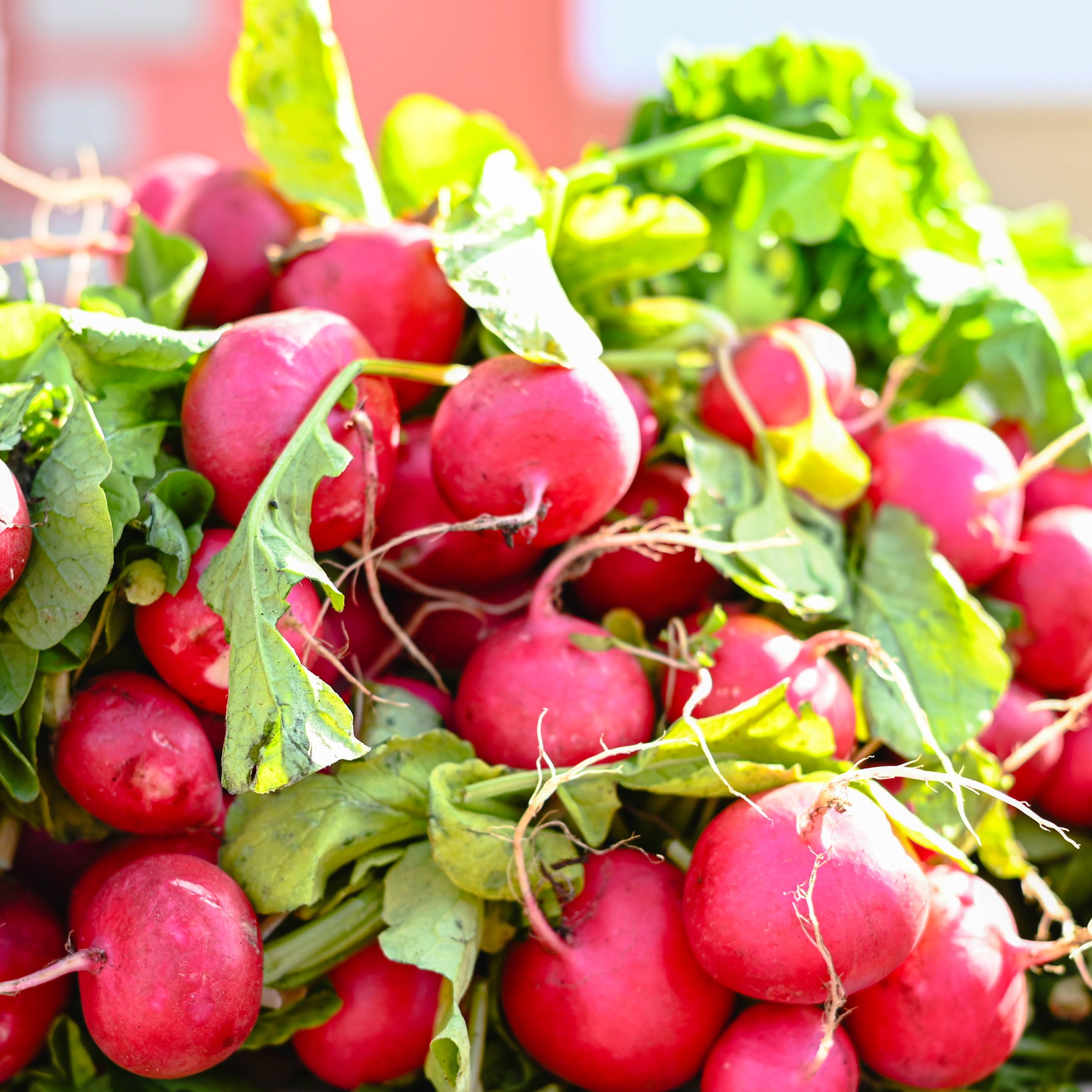 Radishes, Naples, FL, 8x10