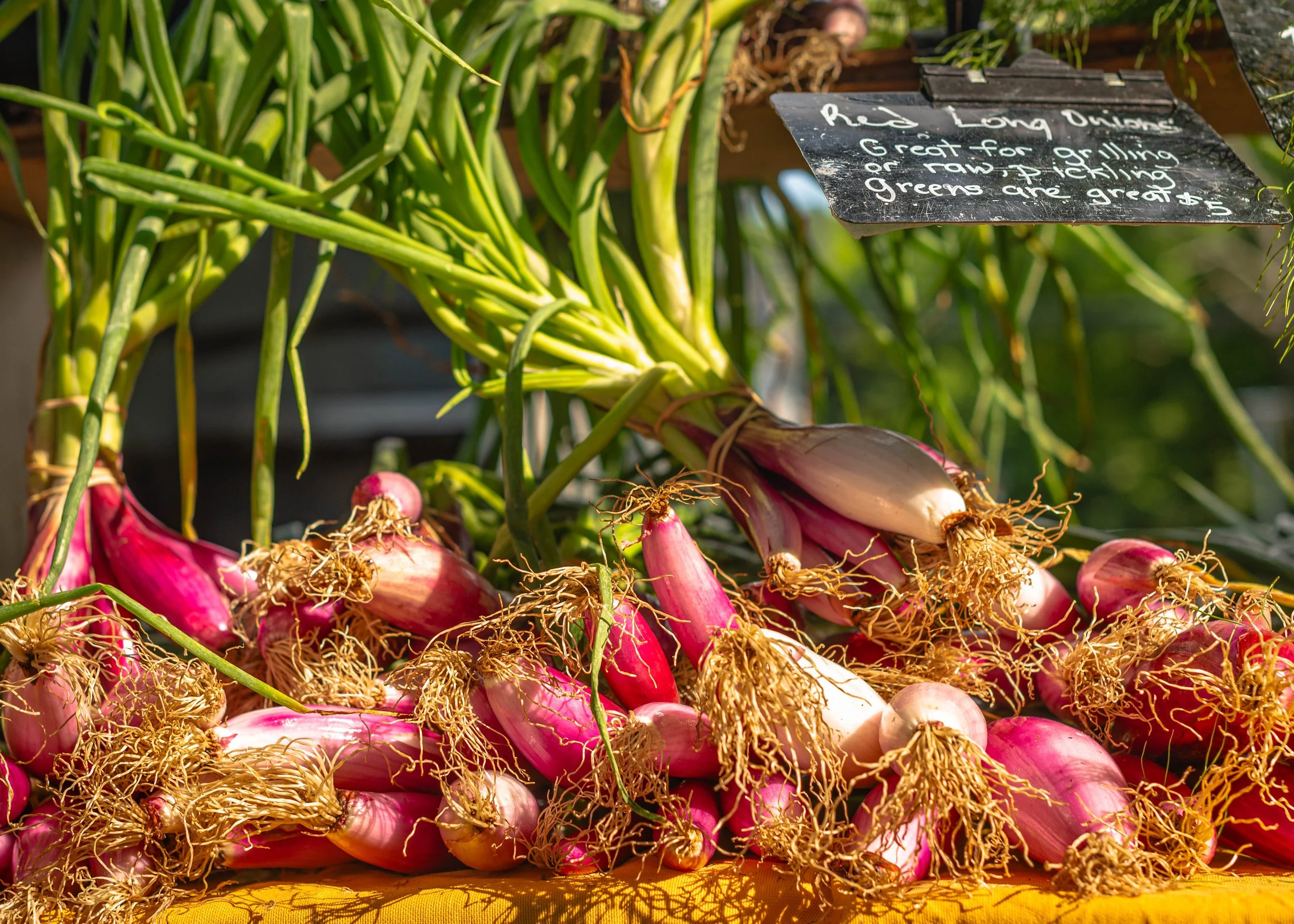 Red Onions, Nantucket, 8x10