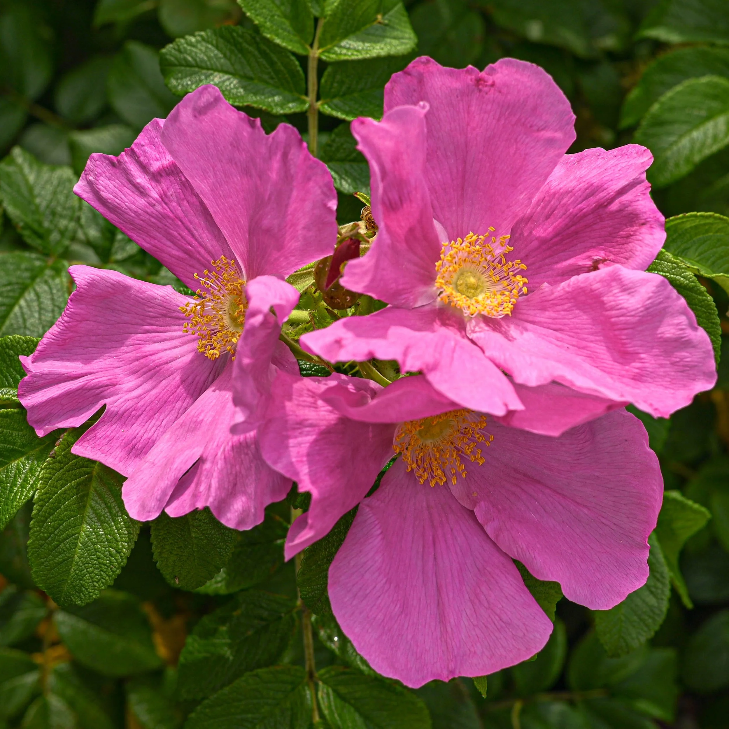 Rosa Rugosa, Nantucket, 8x8