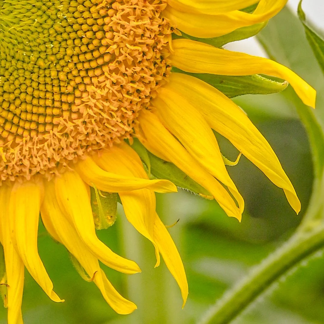 Sunflower, Buttonwood Farm, 8x8