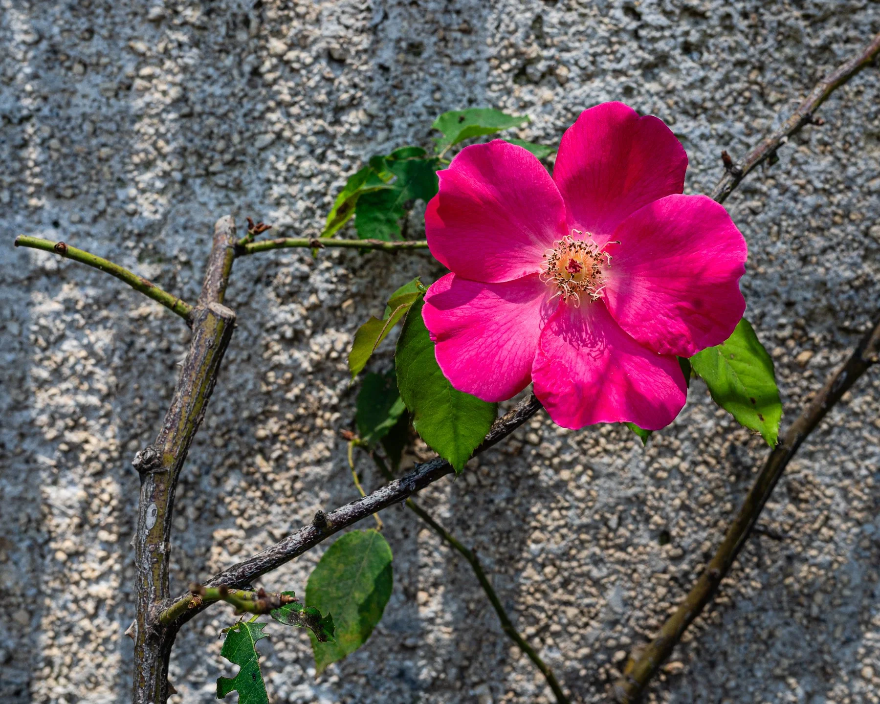 DSC_1964.jpg