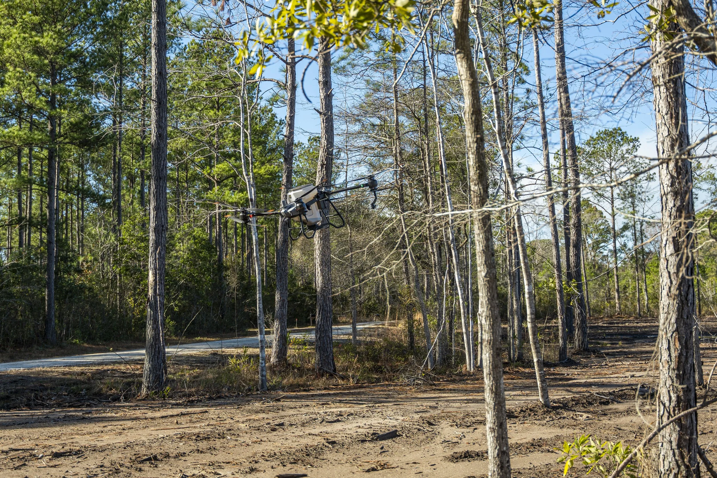 A drone flying through a forest of tall, thin pine trees with sunlight filtering through the branches.