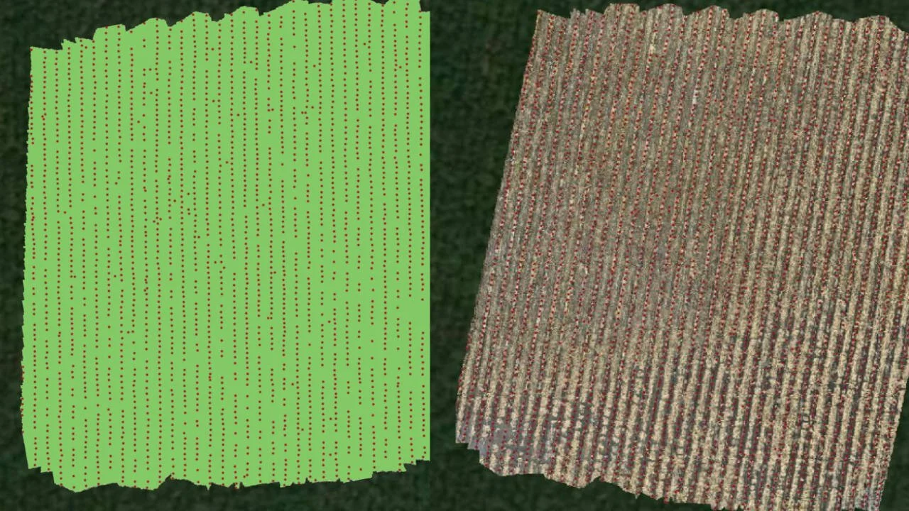 Comparison of digital and actual aerial view of a farmland field with crop rows.