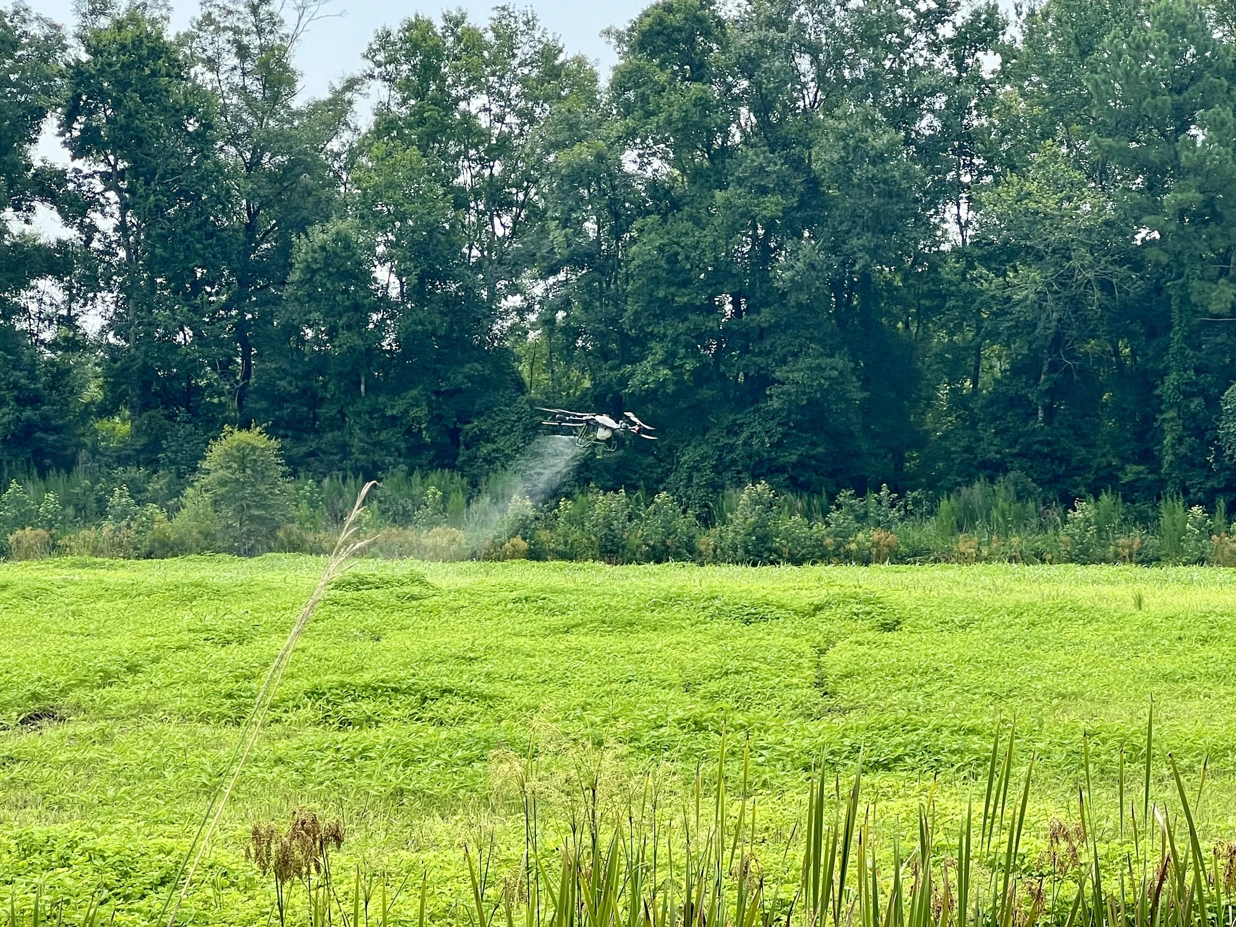 A drone flying over a grassy field near a dense woods with tall trees.