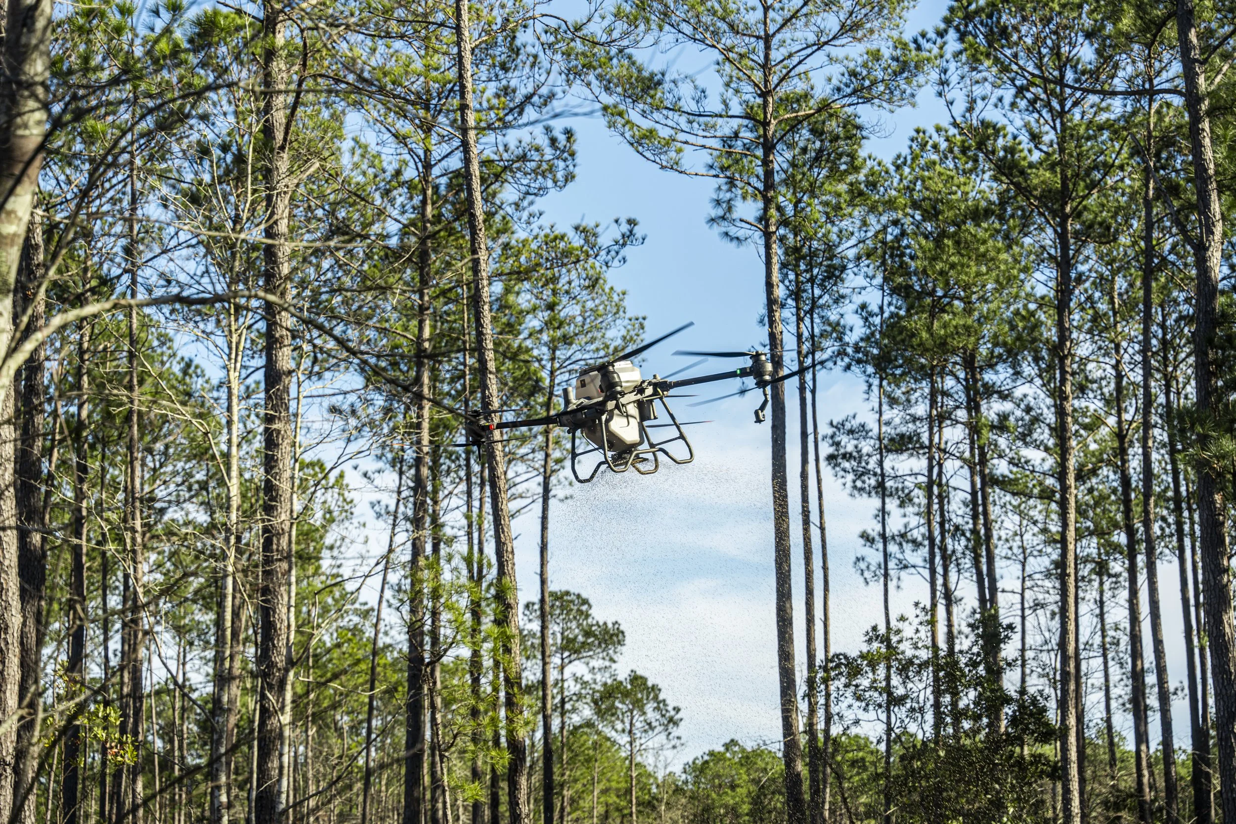 Drone flying through a forest of tall pine trees on a sunny day.