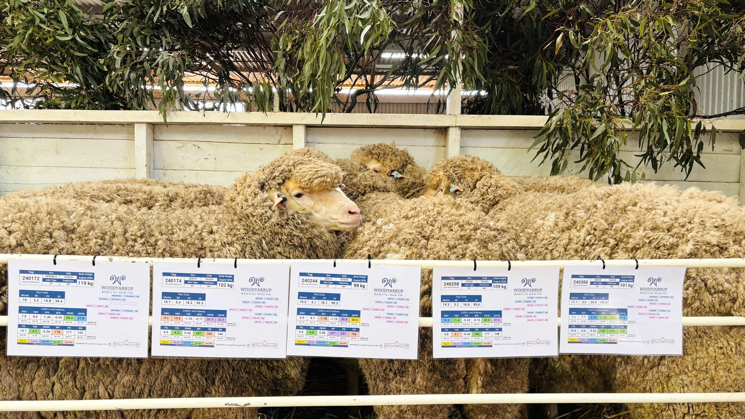 Three sheep resting in a farm enclosure with leafy trees in the background, and pen cards about their weight and breed displayed in front.