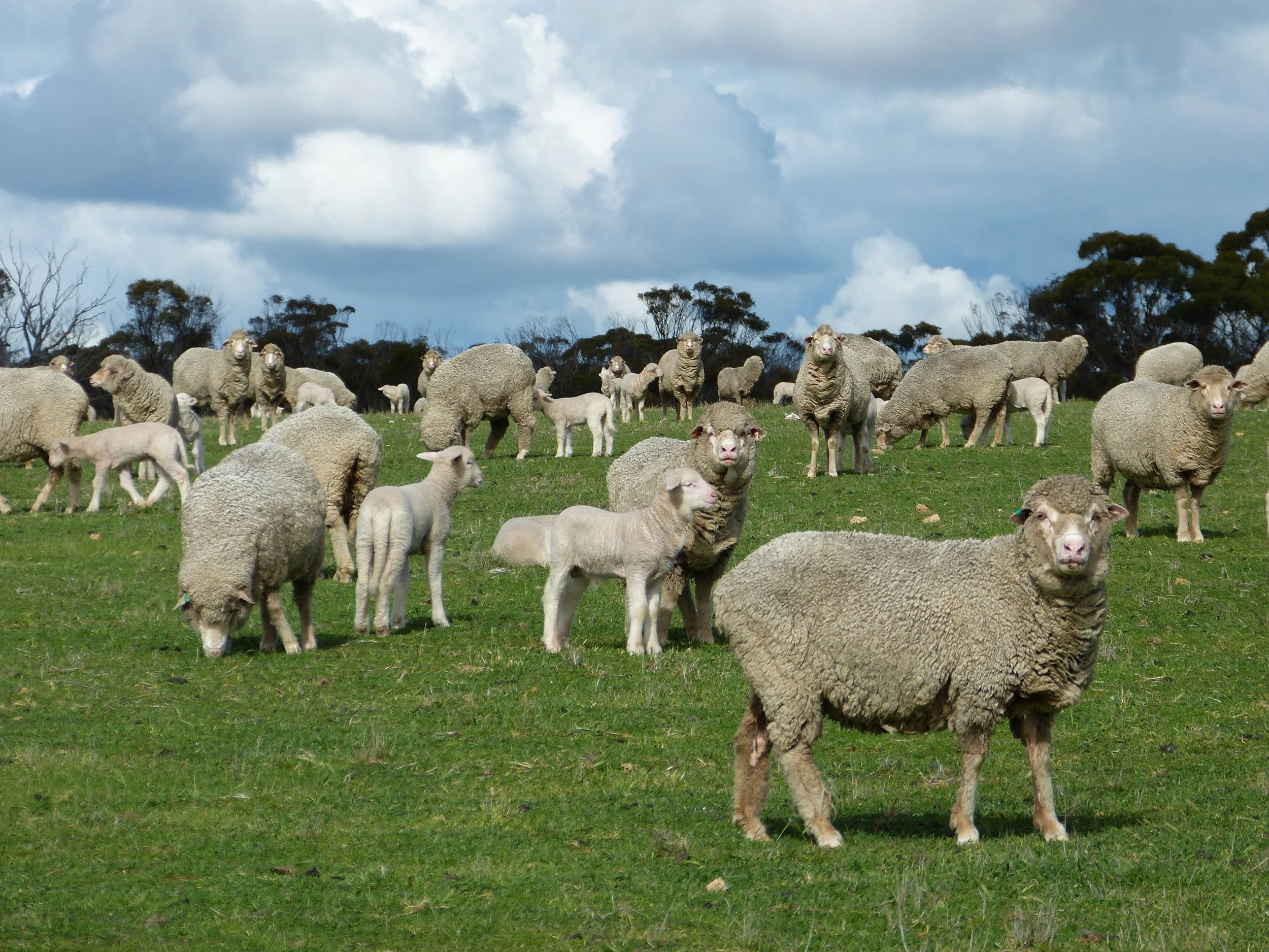 A flock of sheep grazing on a grassy field under a cloudy sky with scattered clouds.