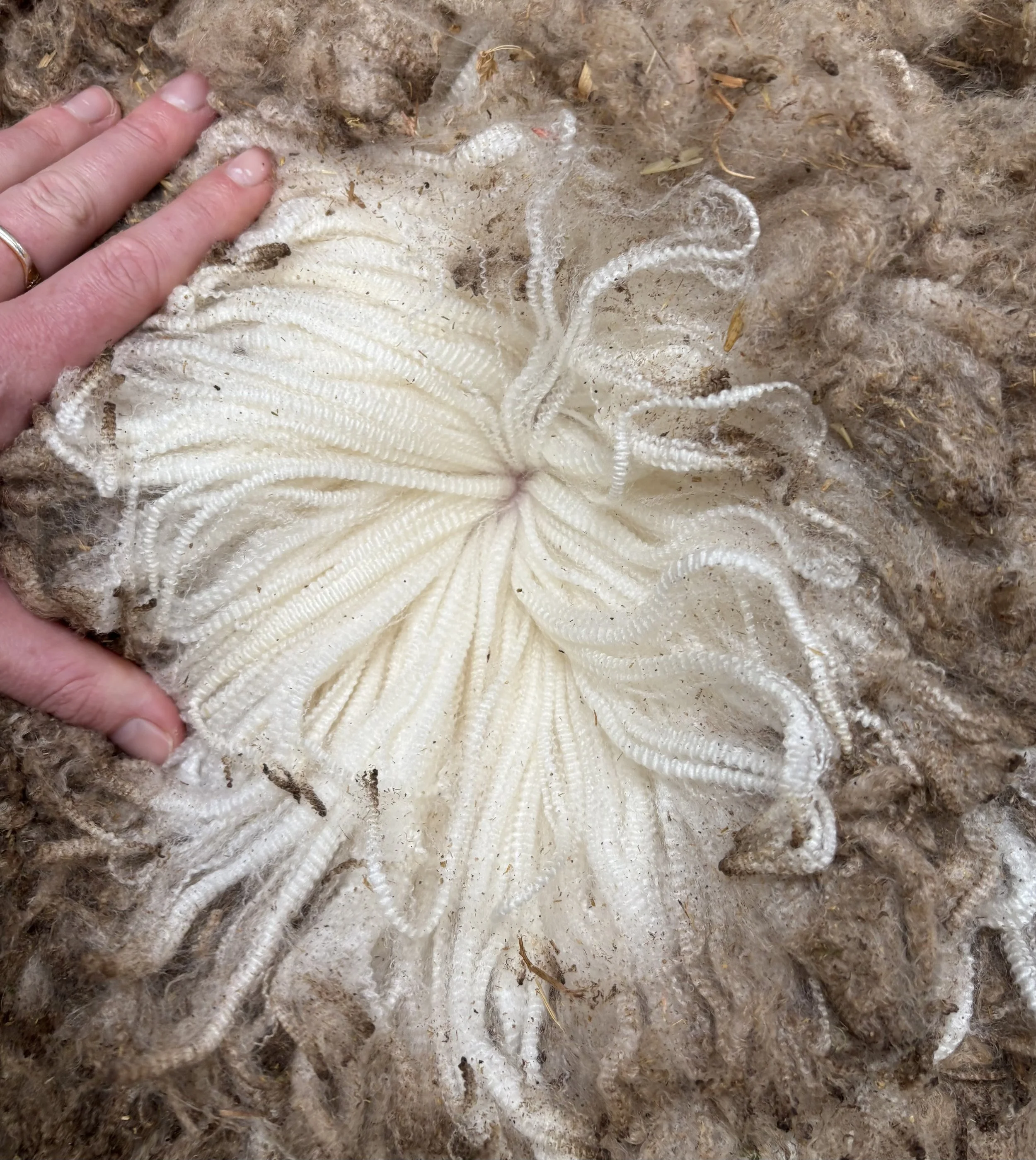 Close-up of a sheep's wool showing elite, white, crimpy wool.
