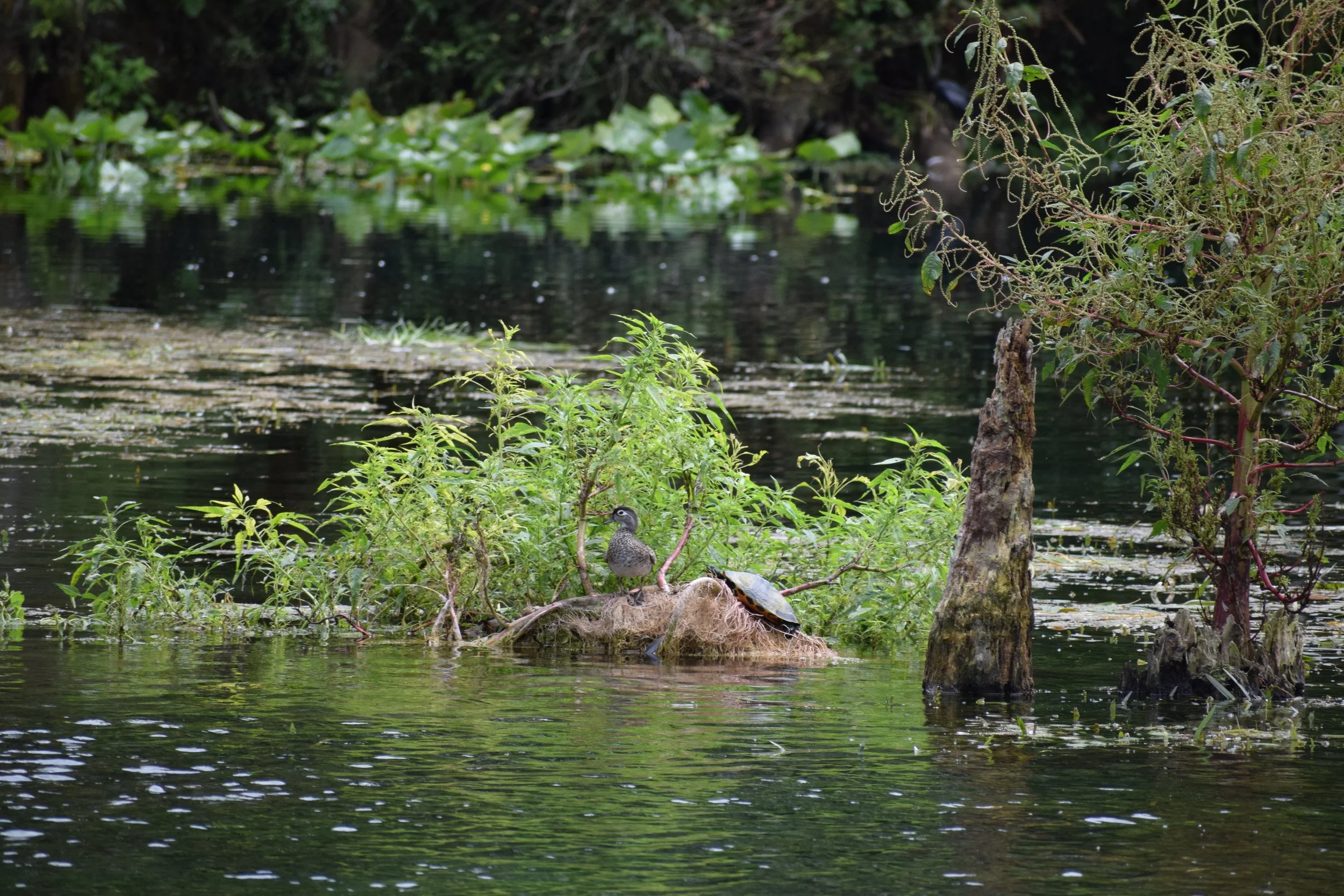 DSC_0993.JPG