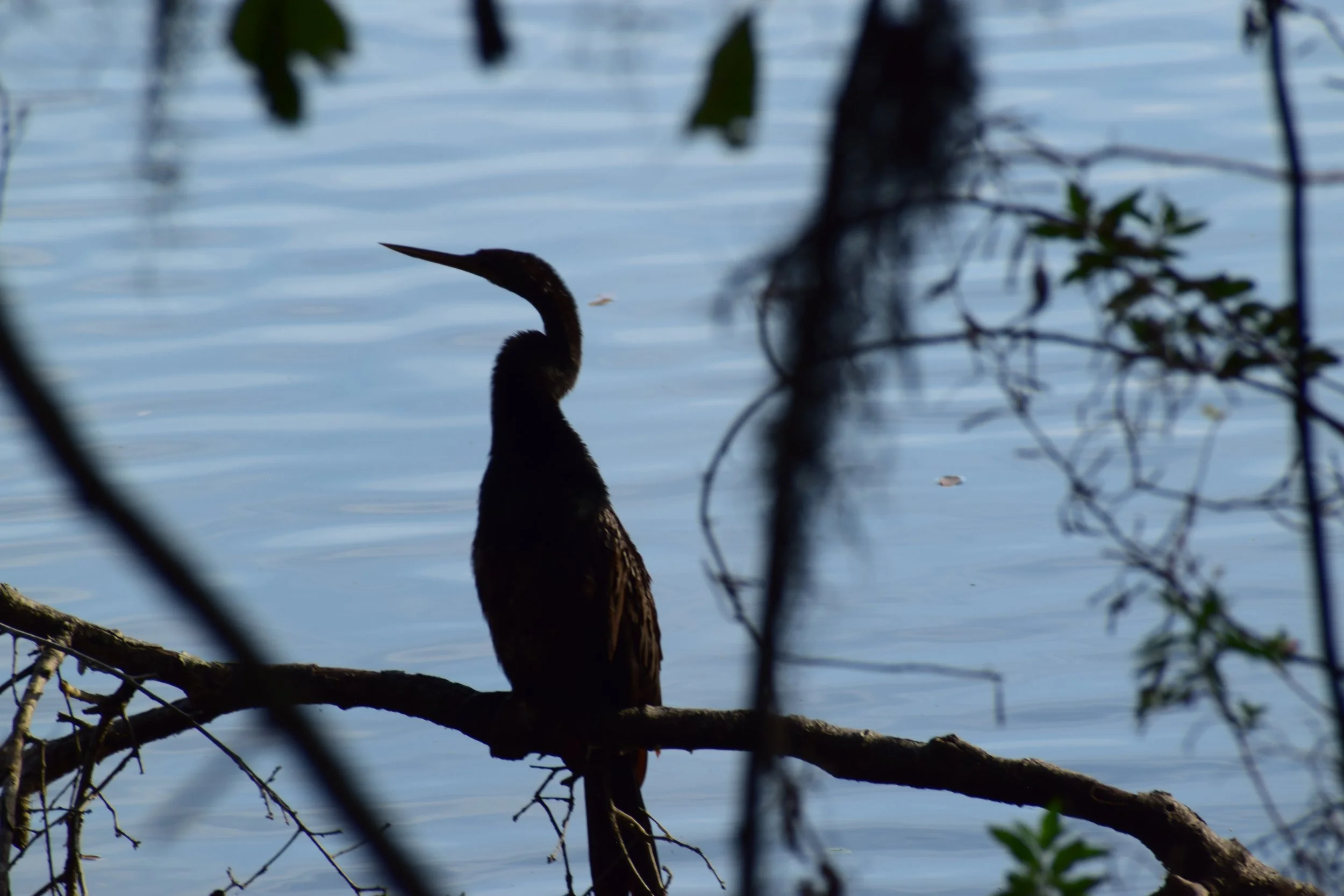 DSC_0812.JPG