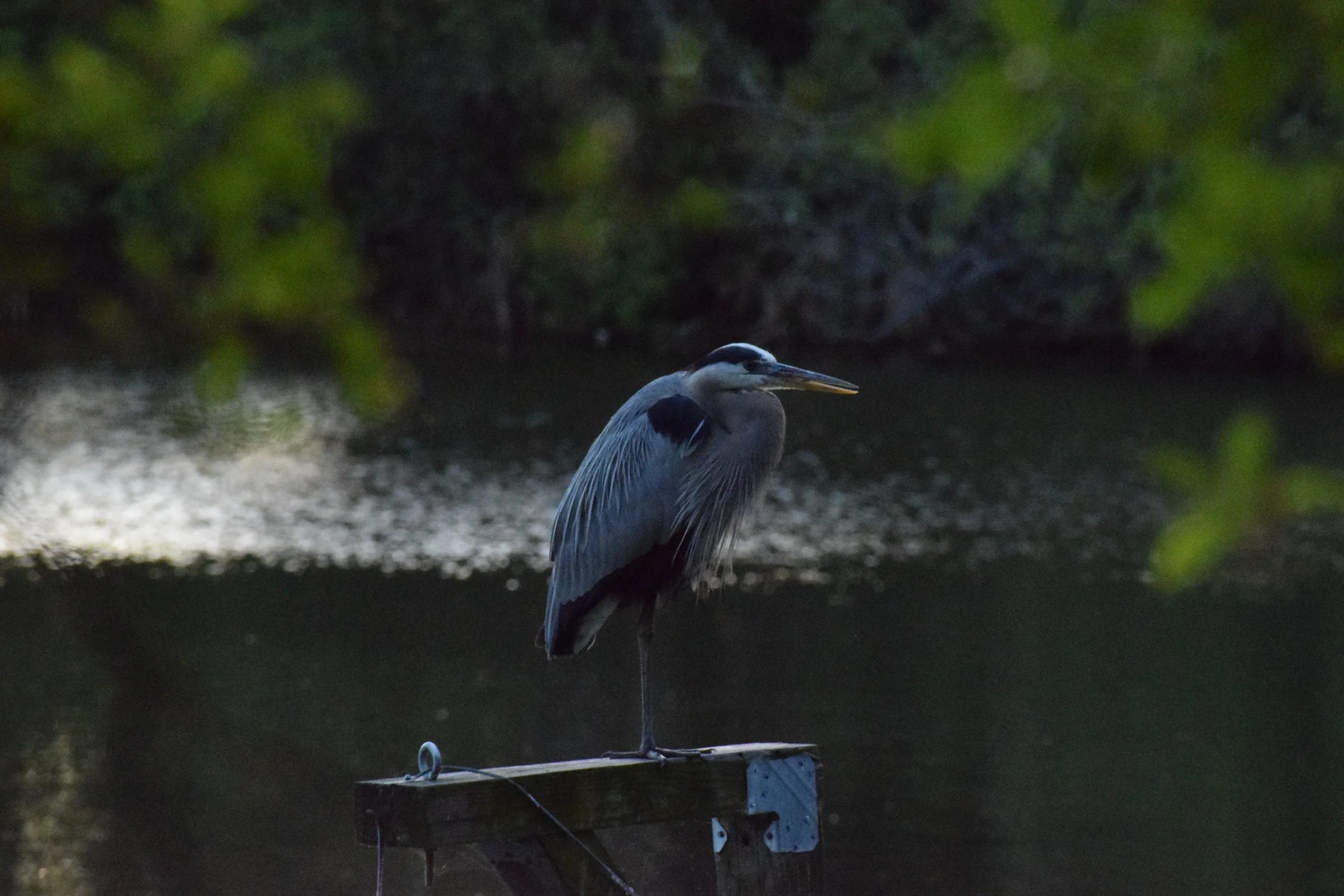 DSC_0870.JPG