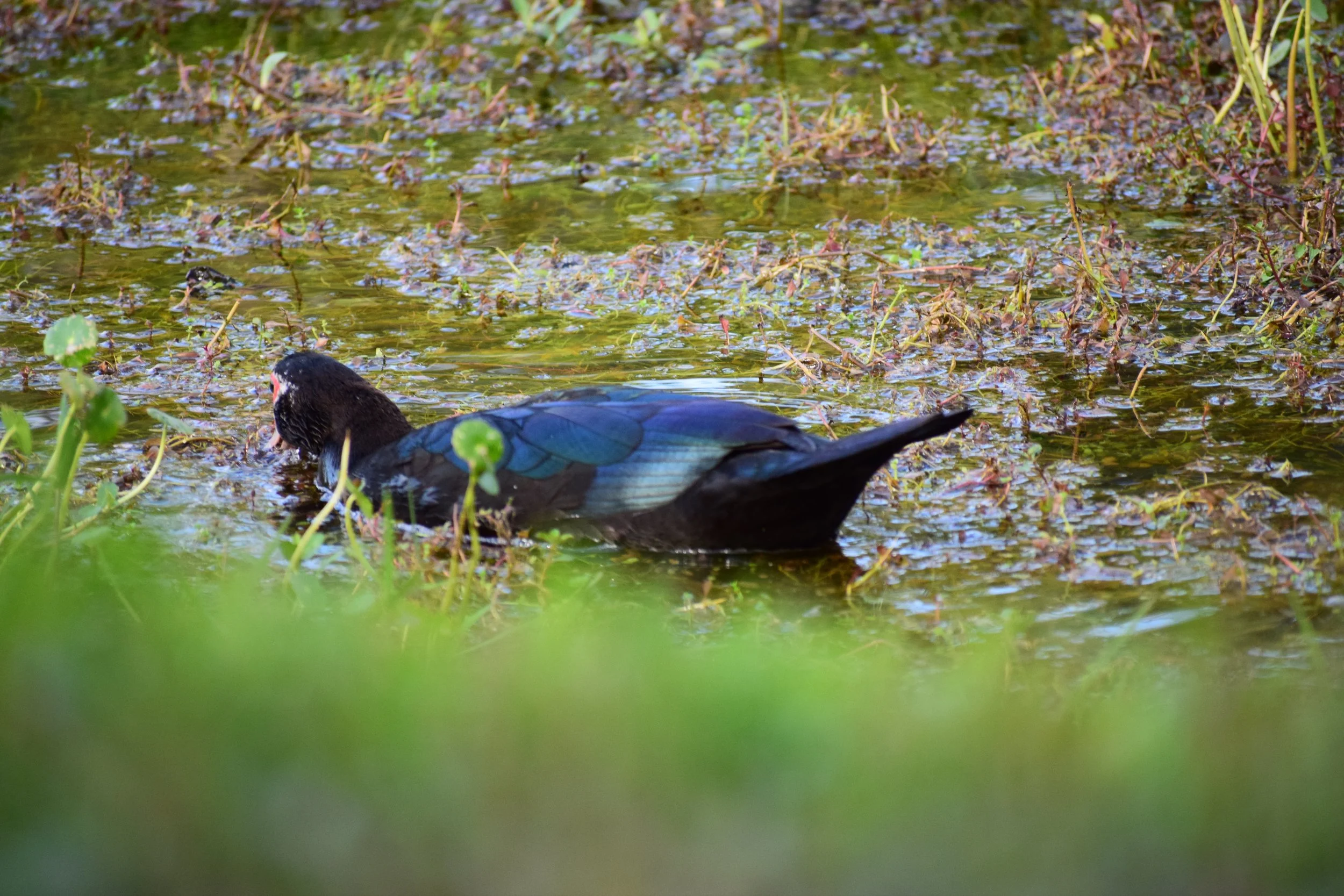 DSC_0849.JPG