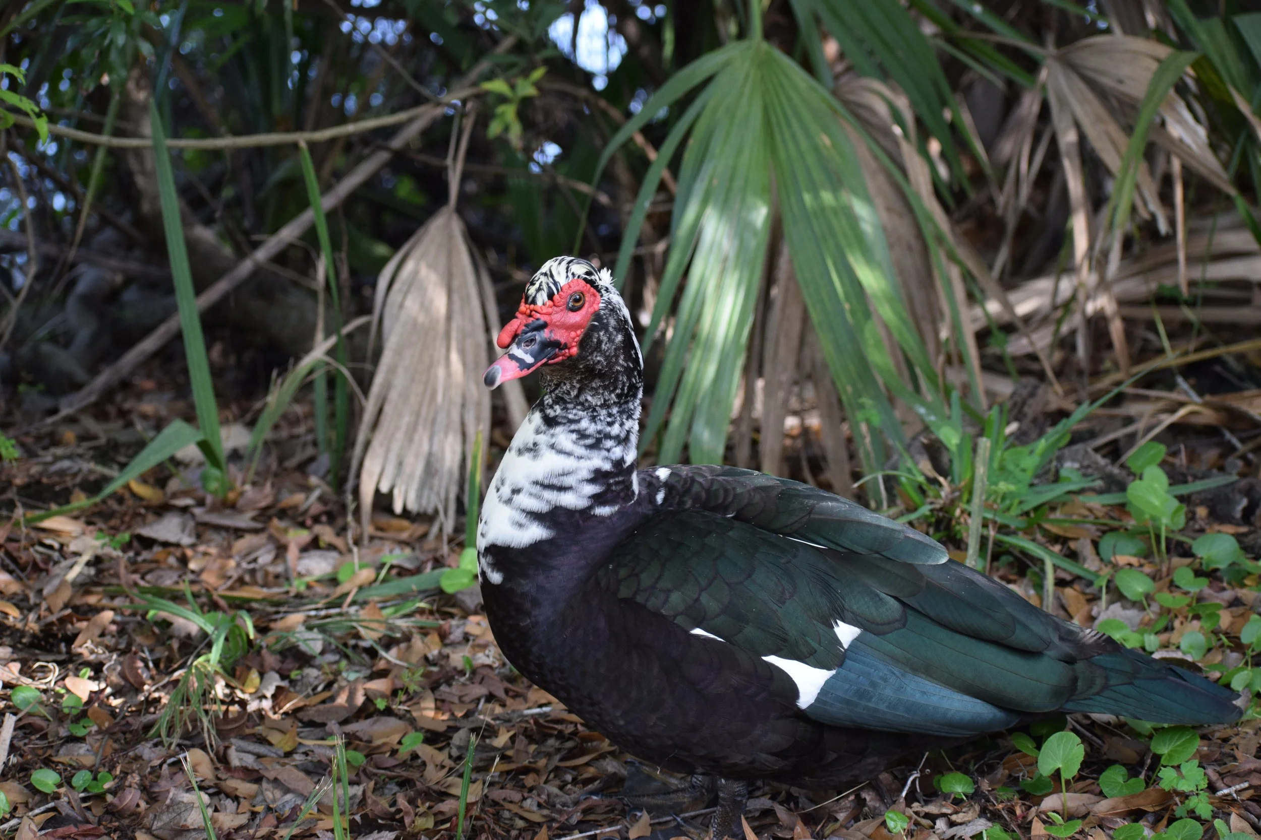 DSC_0800.JPG