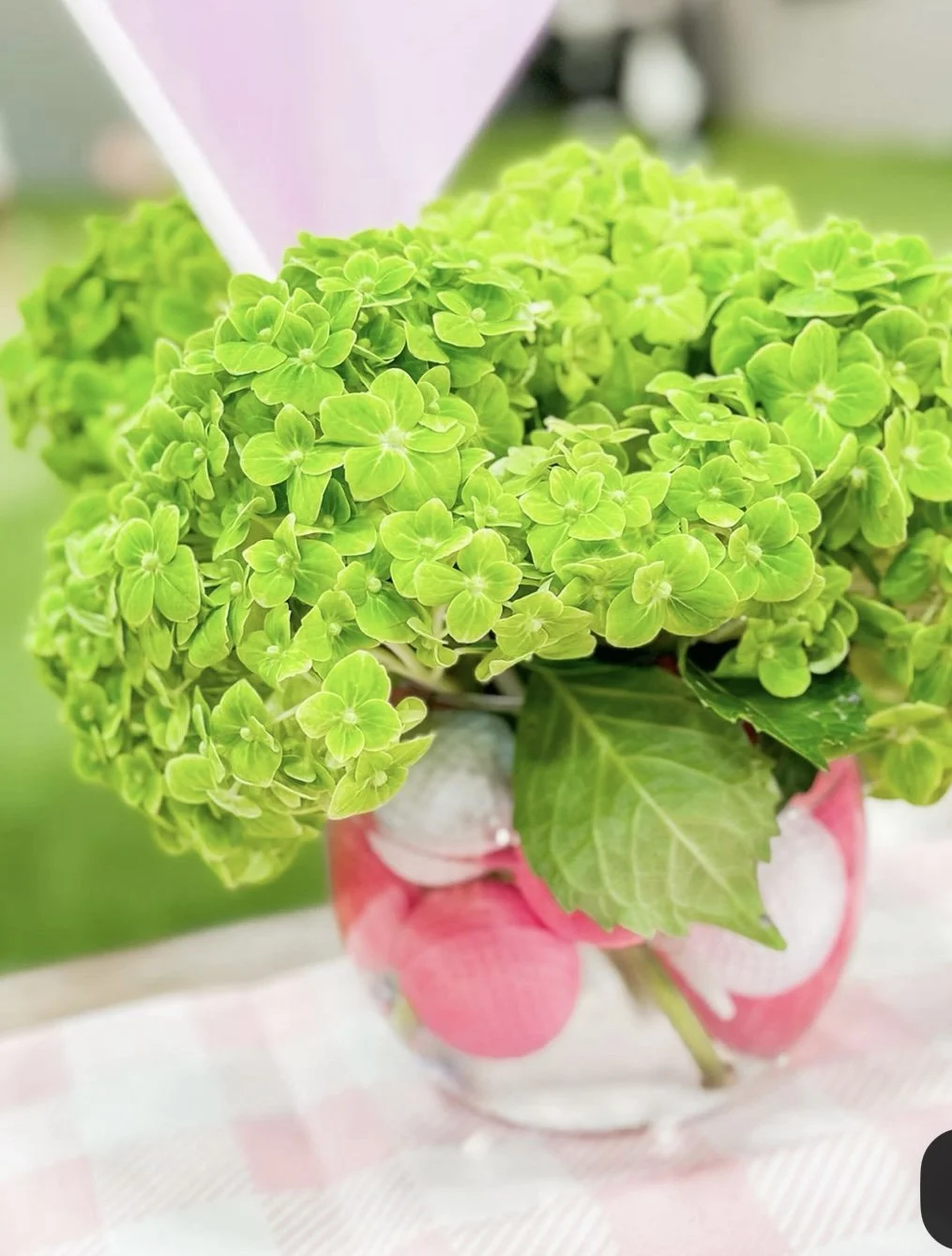 Green hydrangea flowers in a pink glass vase on a checkered tablecloth.