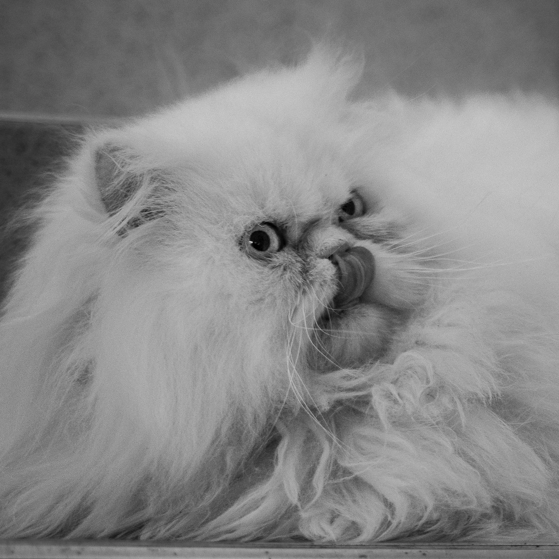 Kuma-02749-2.jpg