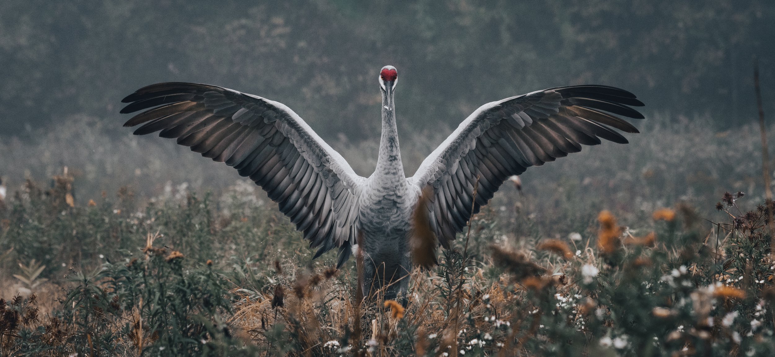 birdbig.jpg