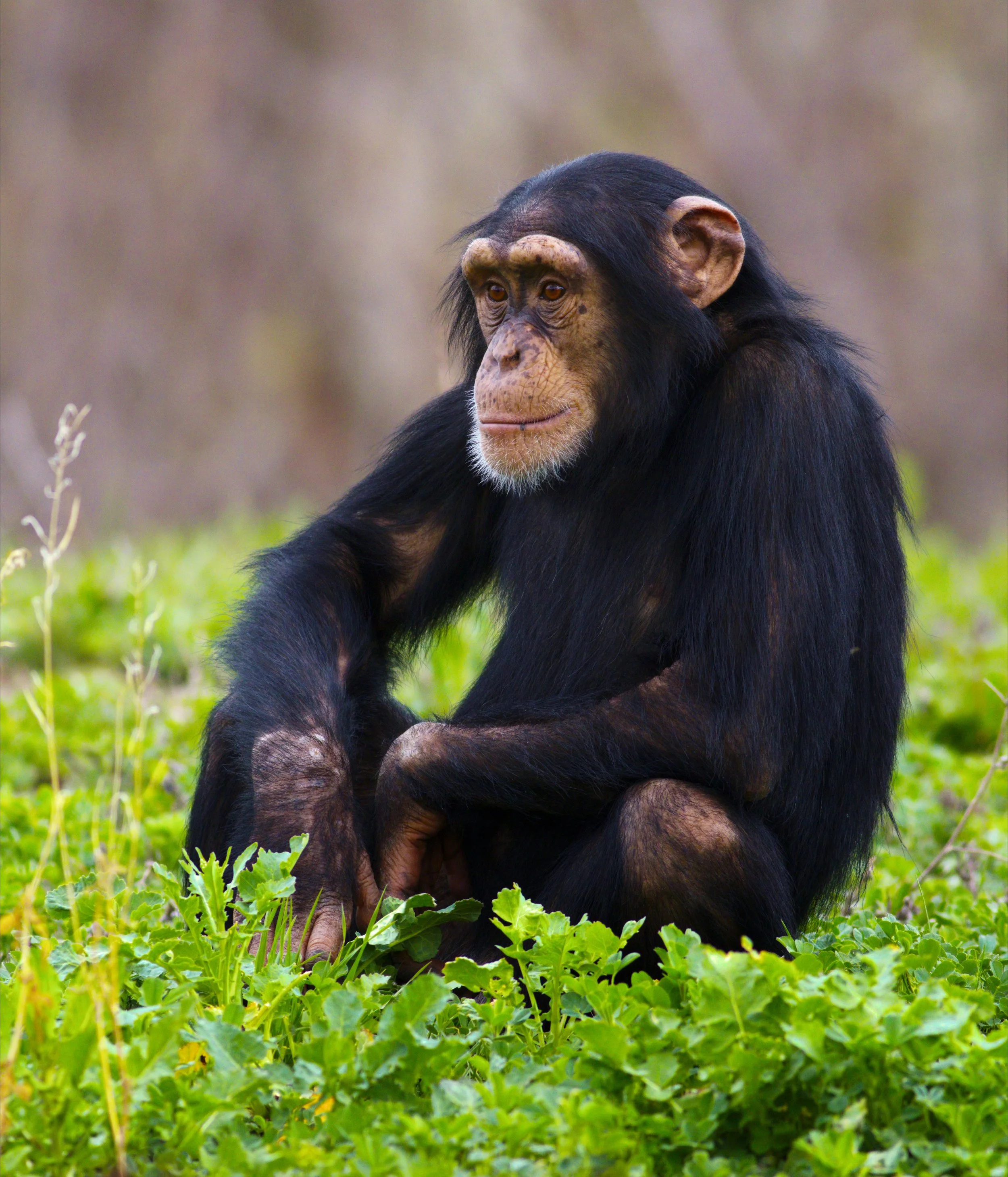 monkeythinking - 001.jpg