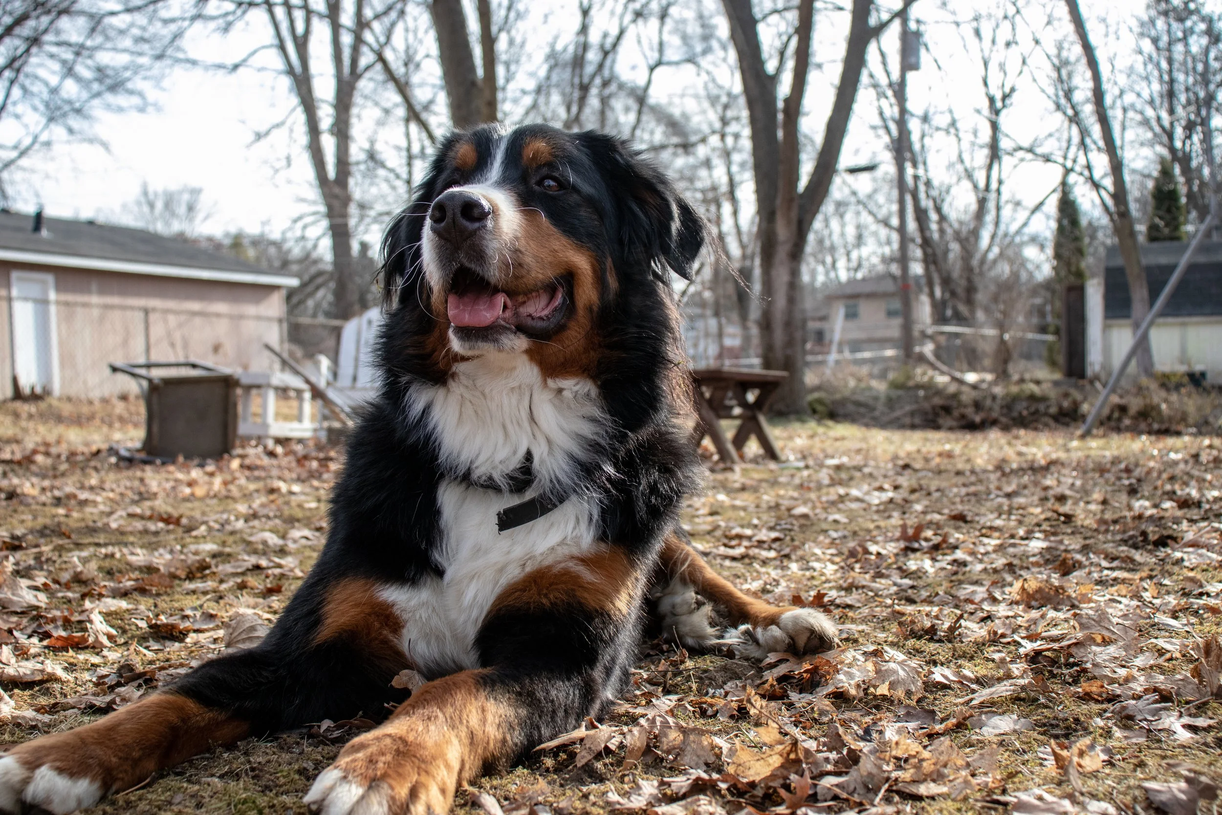 XmasDogs-16.jpg