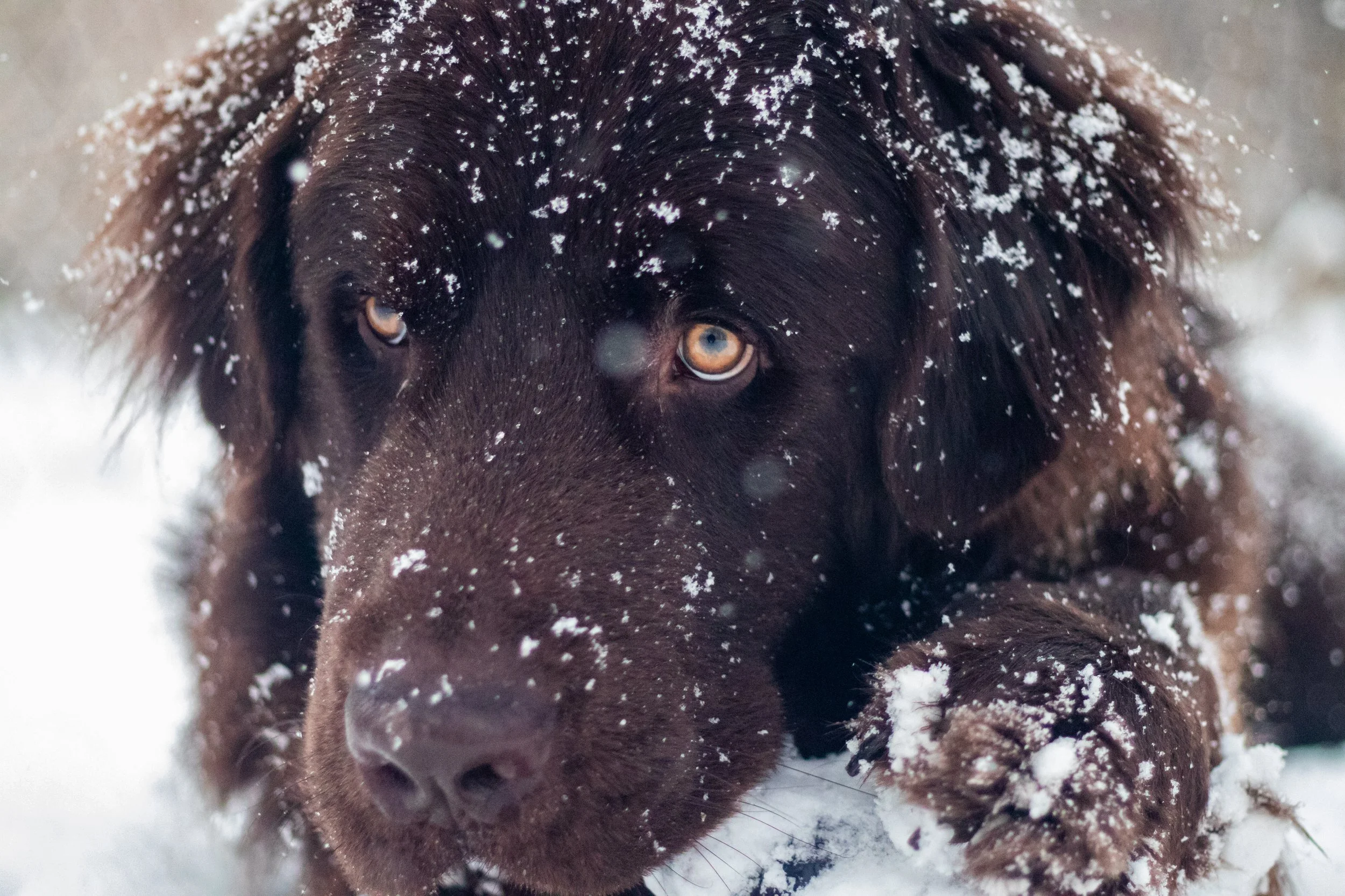 Sully_Fitzgibbon_Photo_Newfoundland (3 of 2).jpg