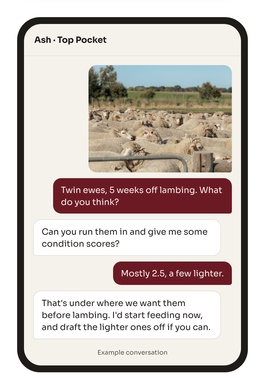 Example Slack conversation: a producer sends a photo of twin ewes and Ash replies with feeding advice