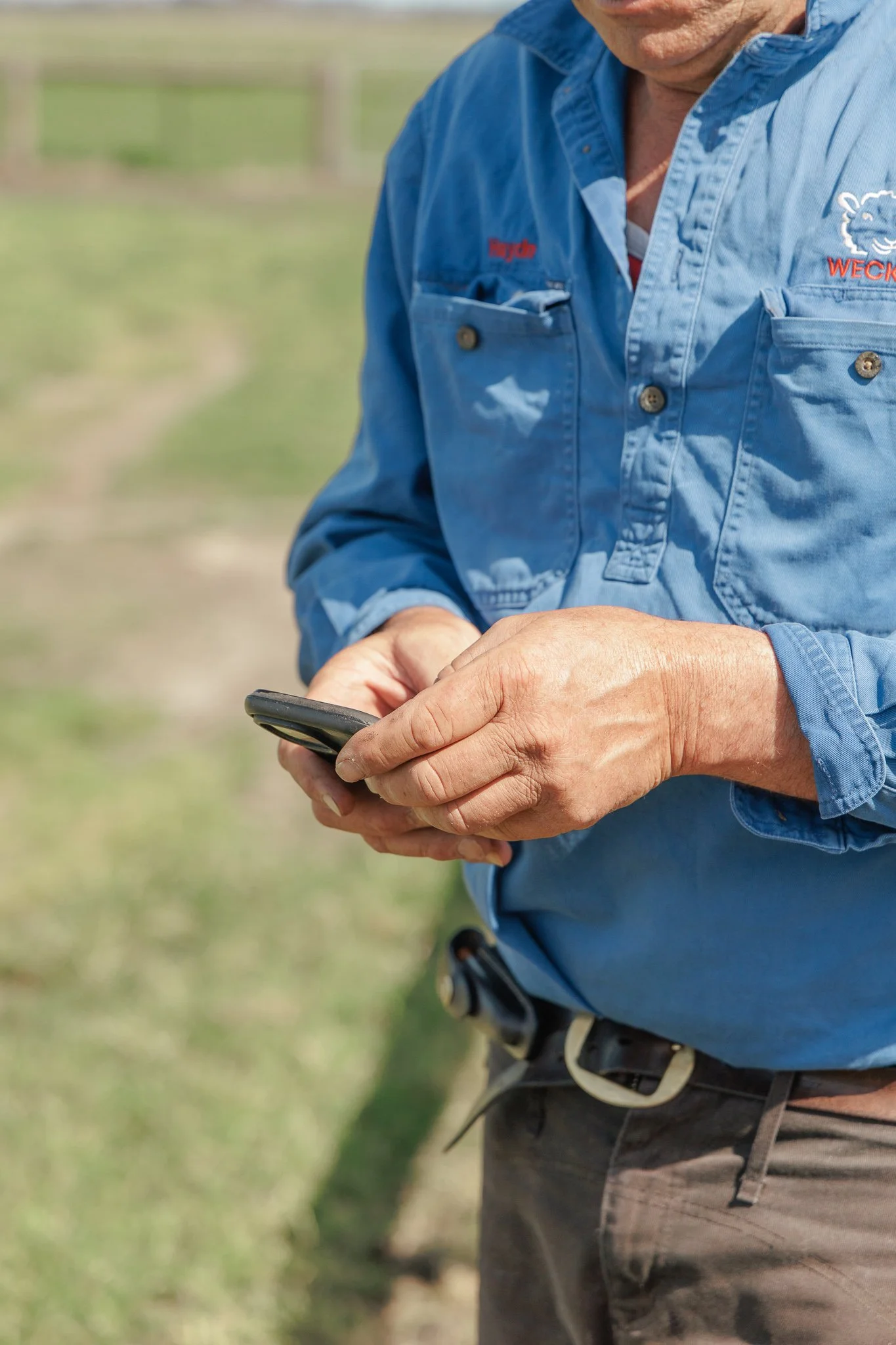 Sheep producer checking his phone in the paddock