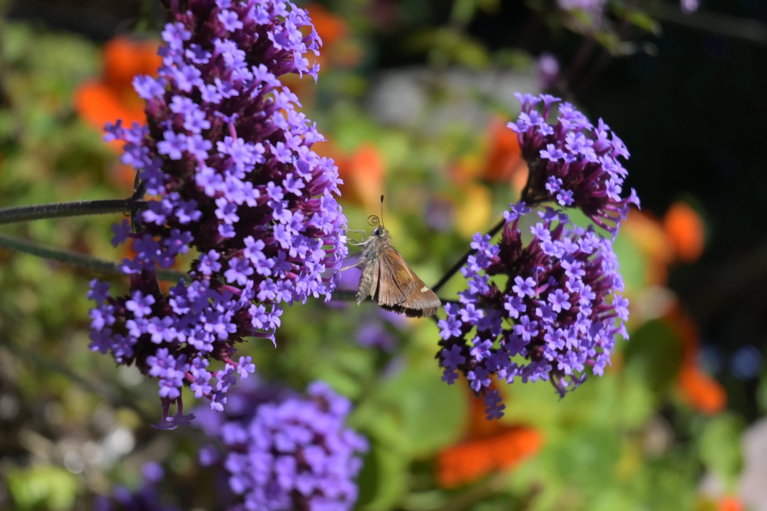 DSC_0353.png