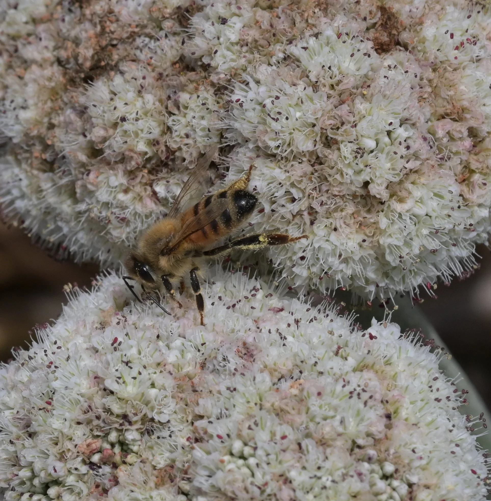mybee.JPG