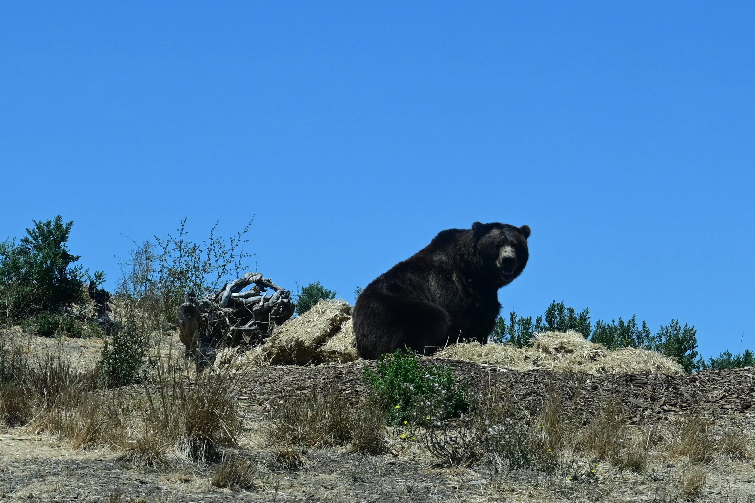 DSC_0179.JPG