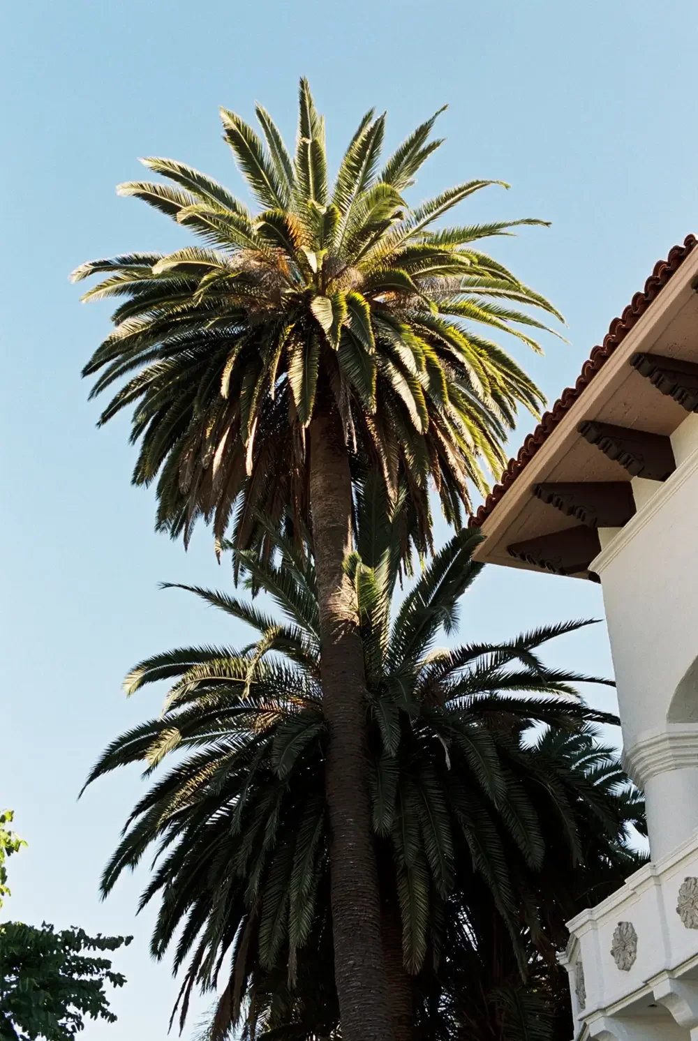 Tall palm tree next to a white building with decorative details, under clear blue sky.